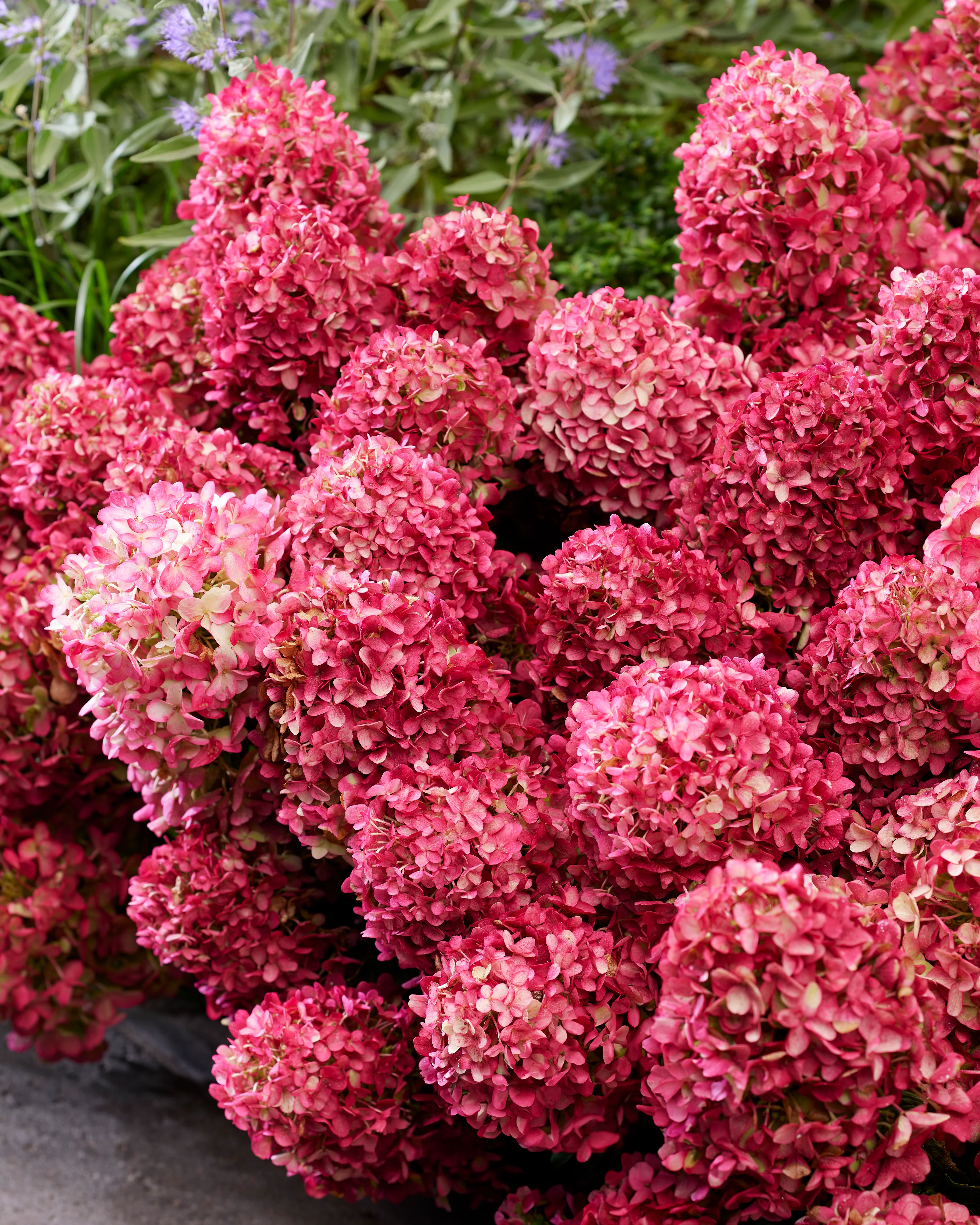 Hydrangea 'Little Rosy' - Image 4