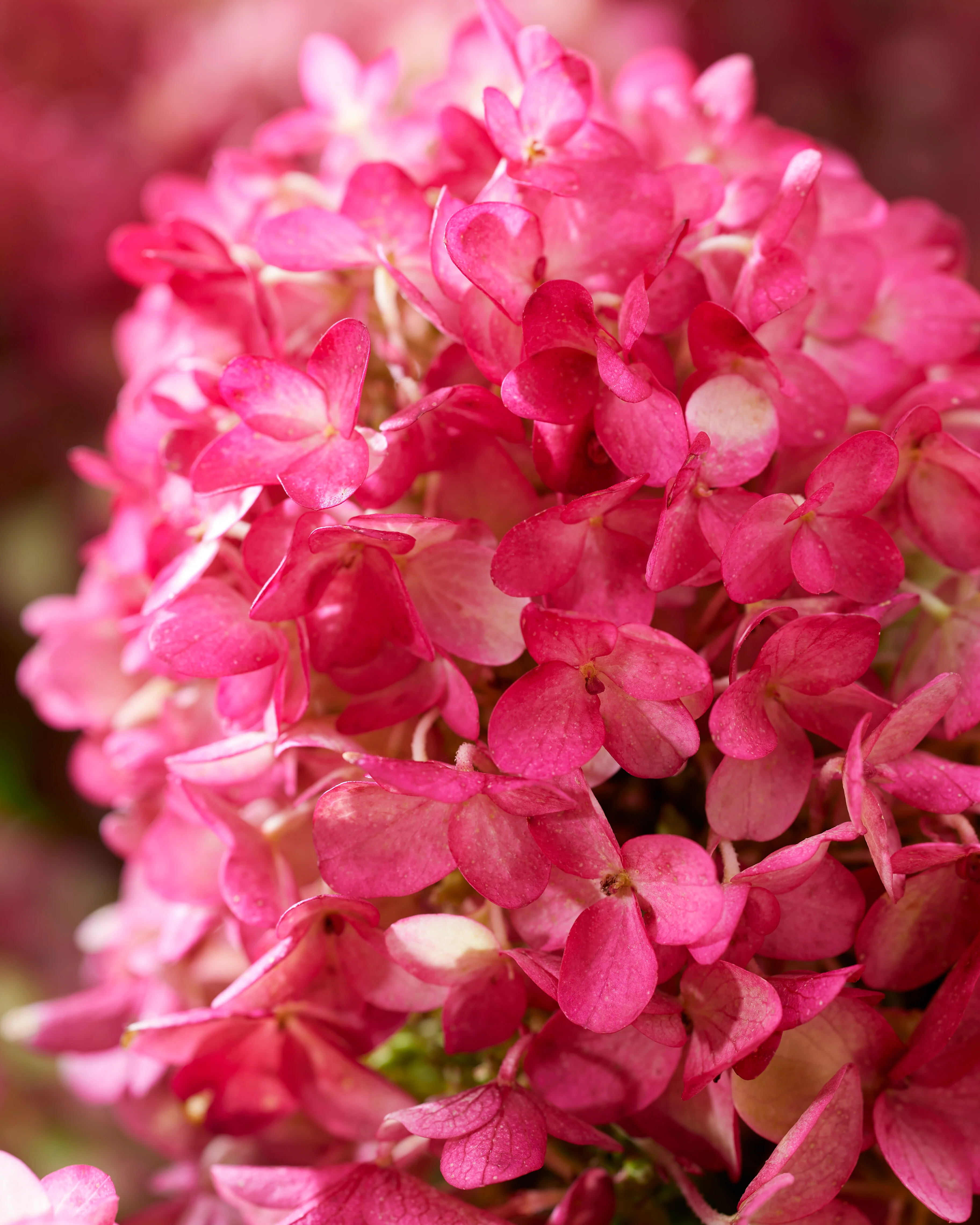 Hydrangea 'Little Rosy' - Image 6