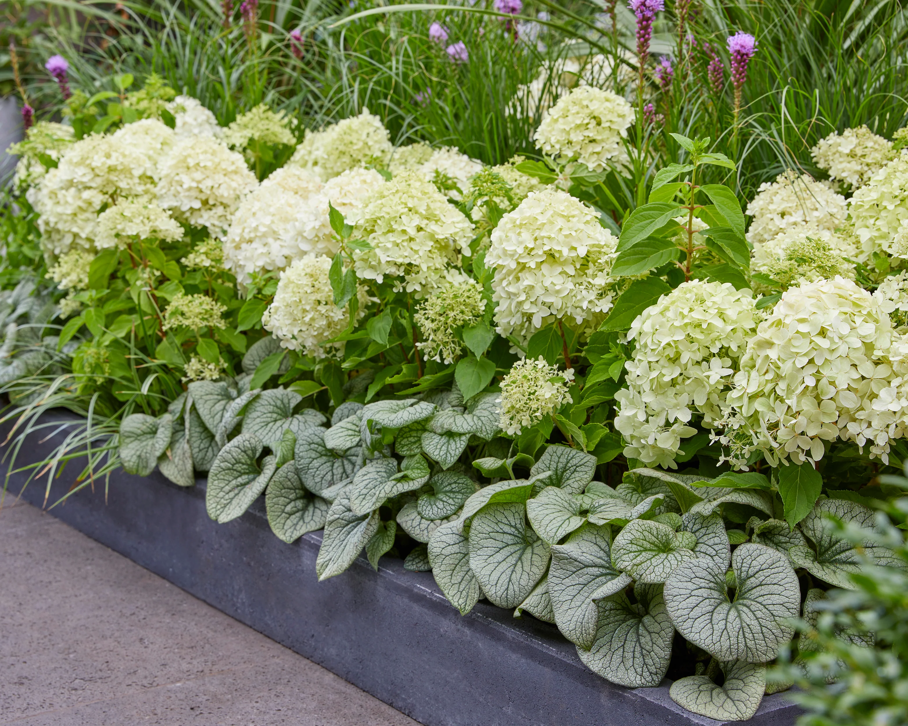 Hydrangea 'Little Spooky' - Image 13