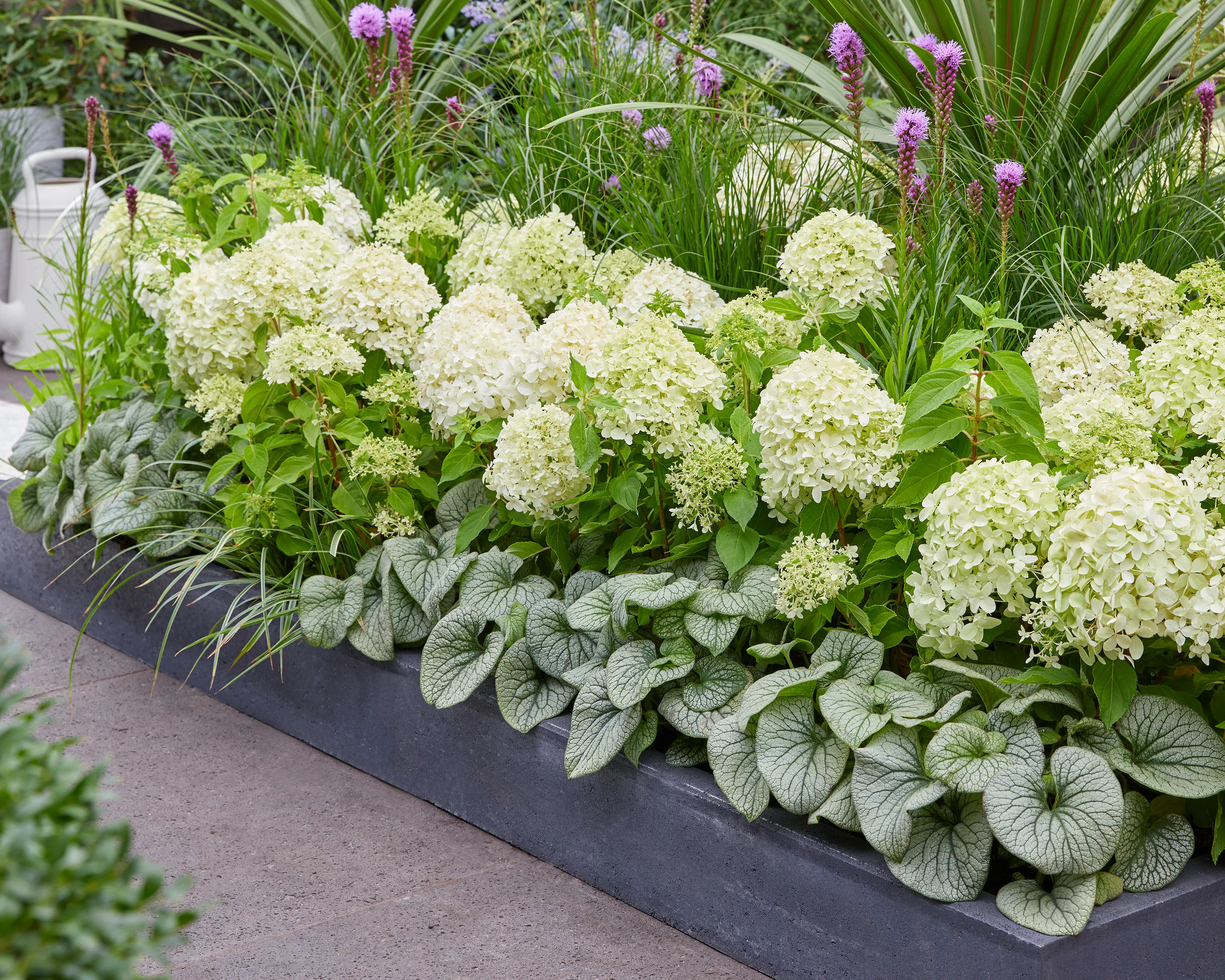 Hydrangea 'Little Spooky' - Image 15