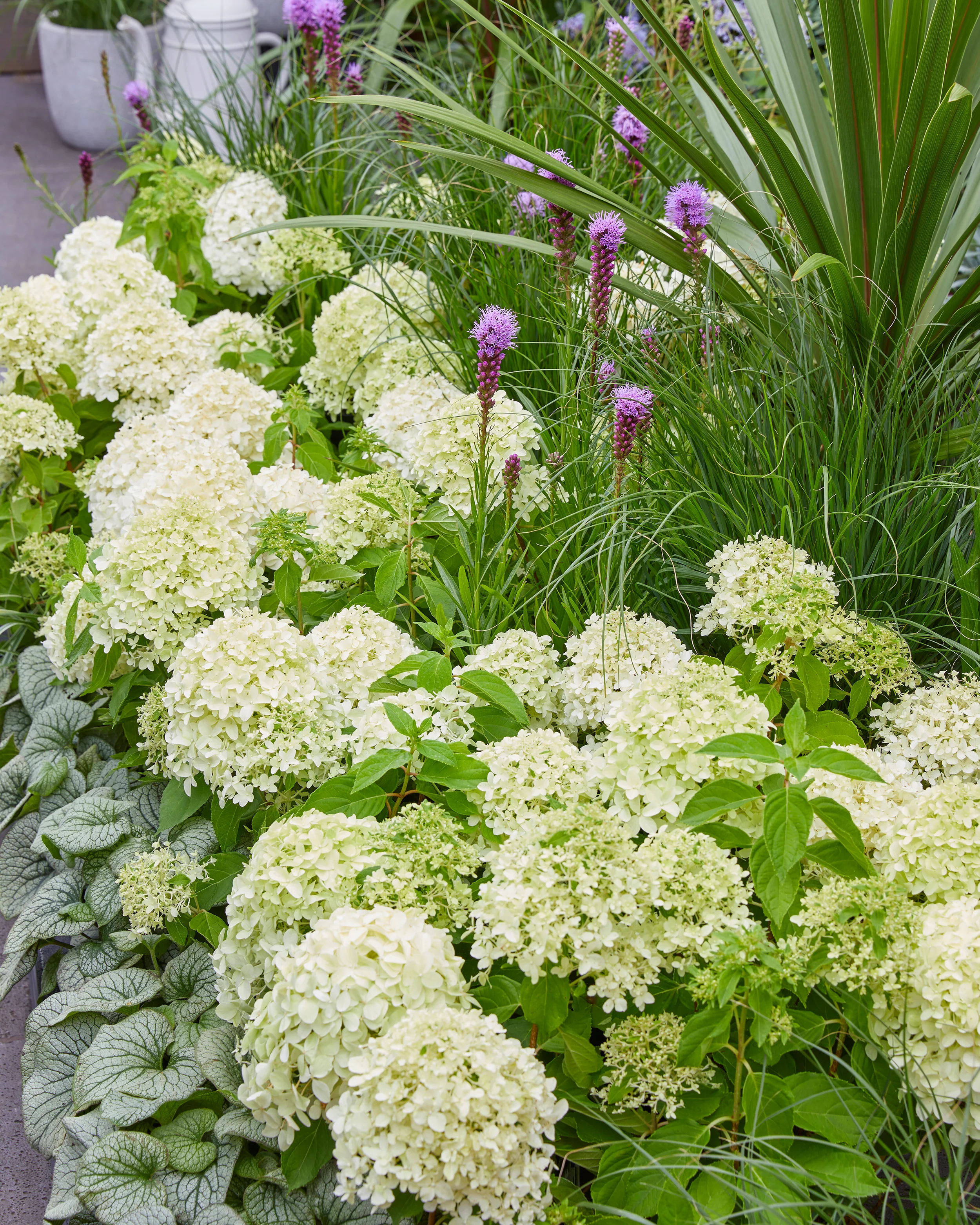 Hydrangea 'Little Spooky' - Image 16