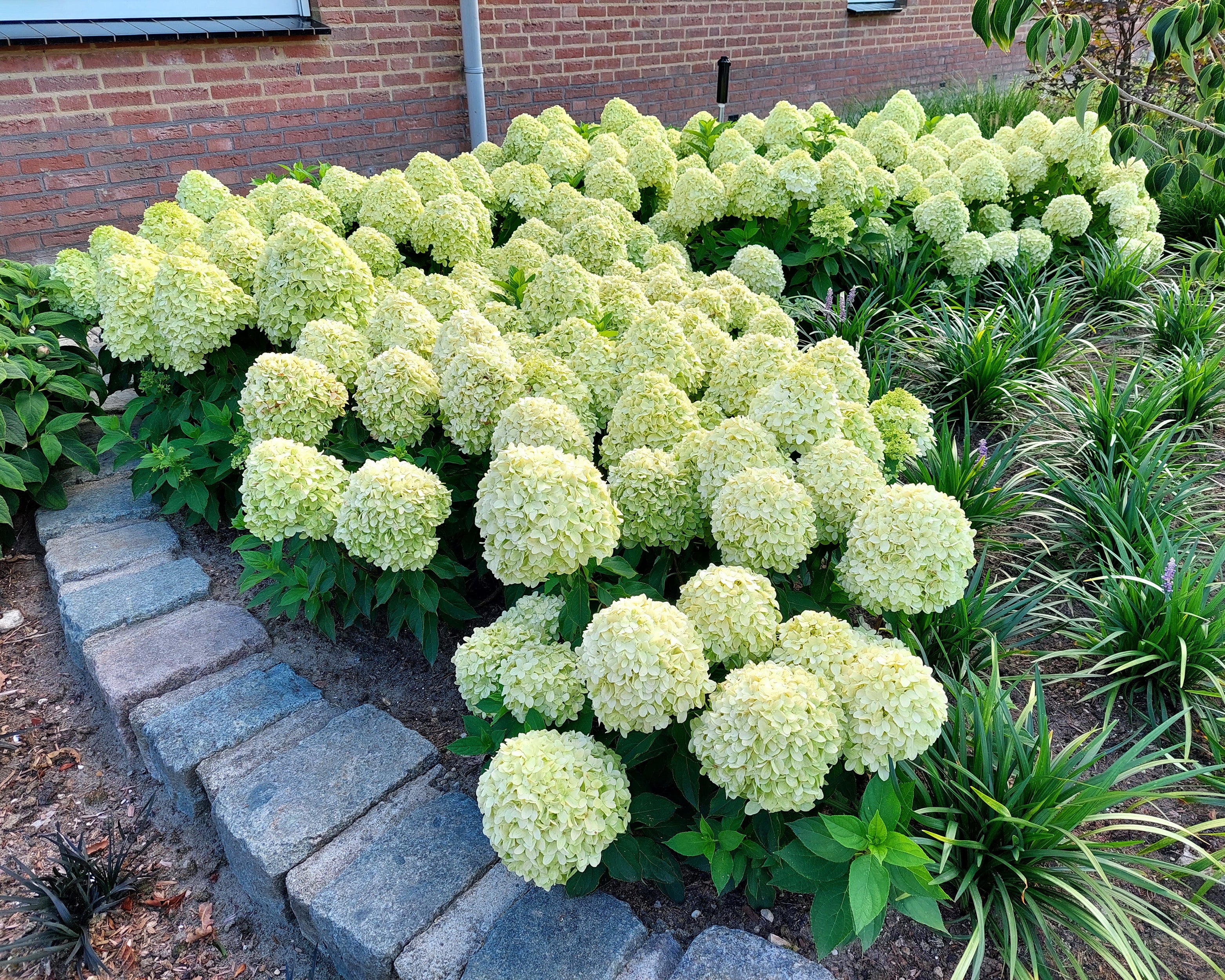 Hydrangea 'Little Spooky' - Image 17