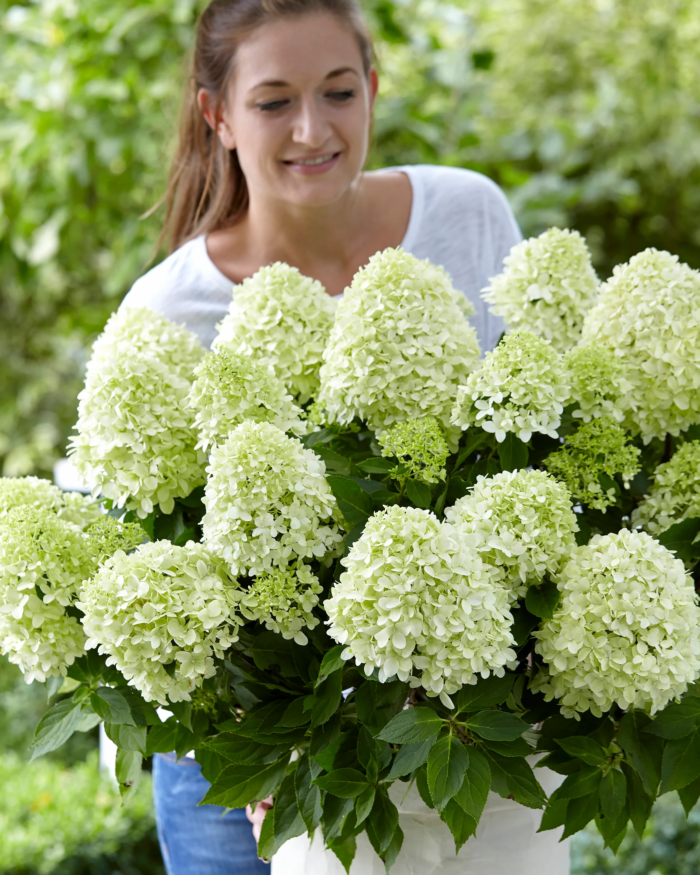 Hydrangea 'Little Spooky' - Image 2