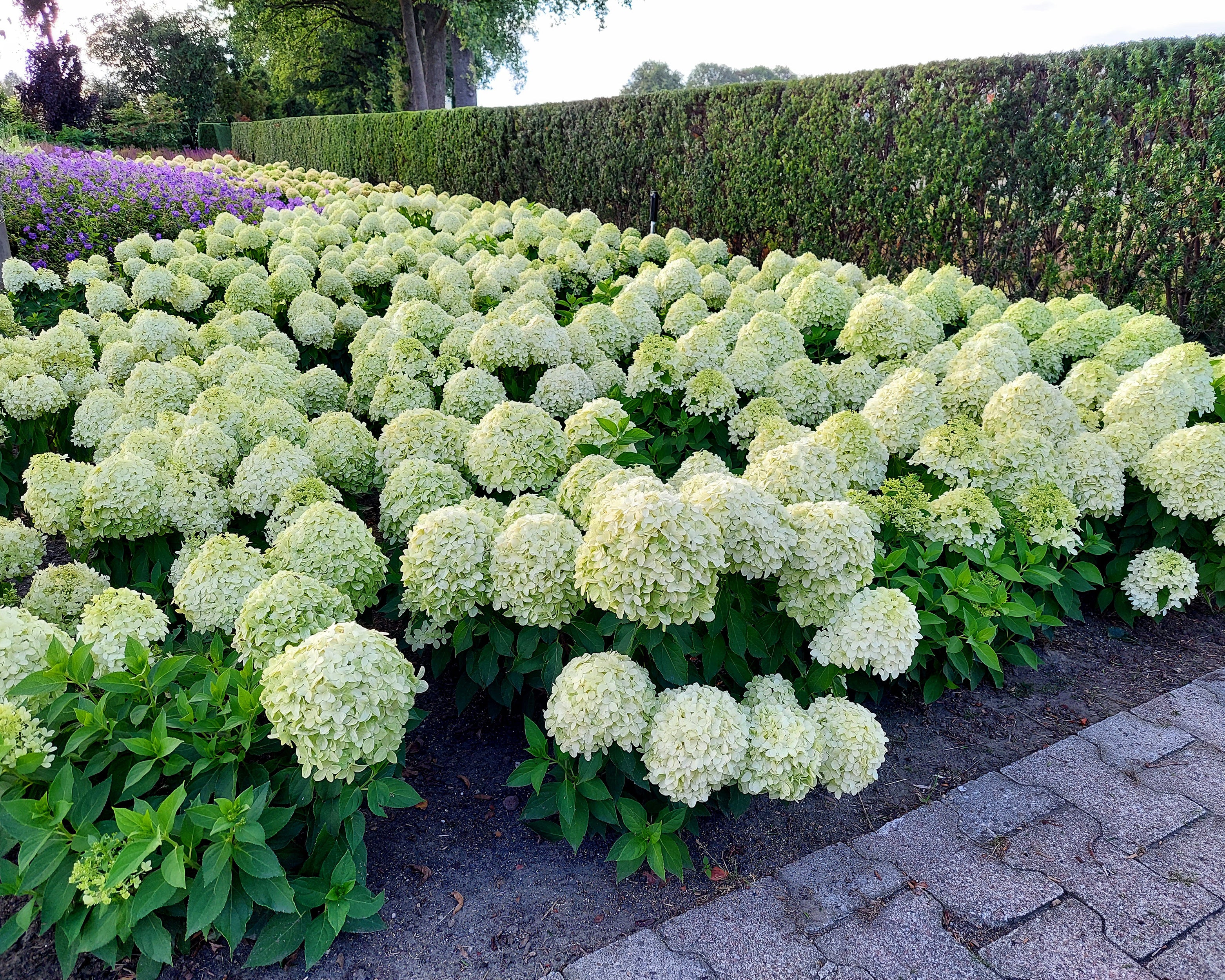Hydrangea 'Little Spooky' - Image 3