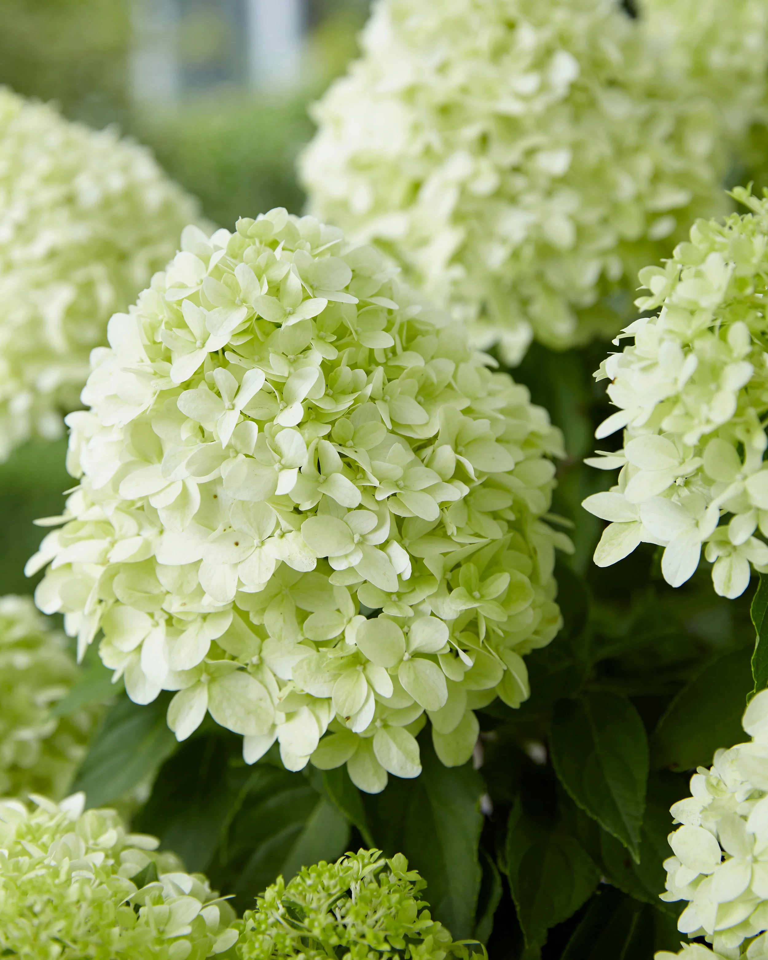 Hydrangea 'Little Spooky' - Image 5
