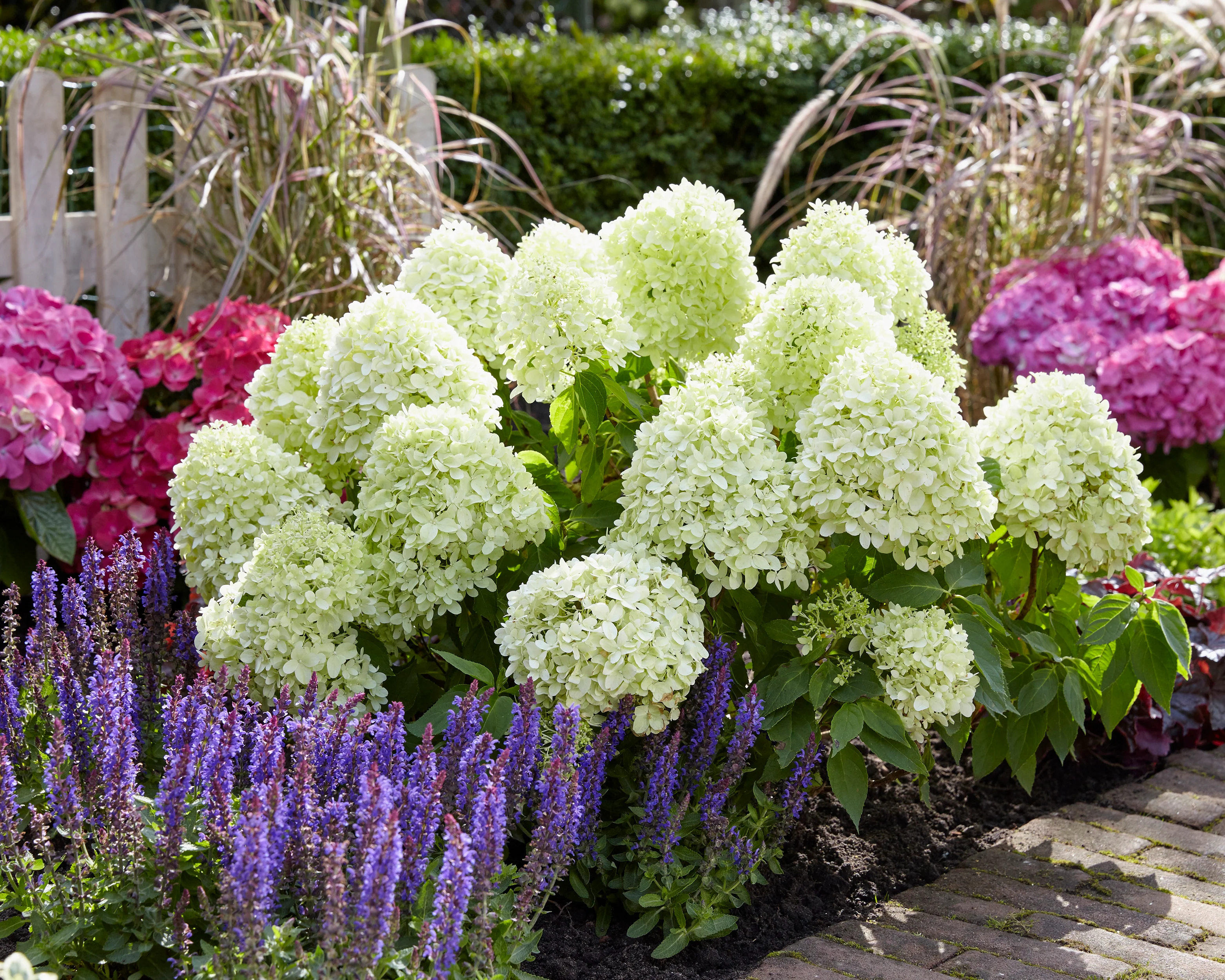 Hydrangea 'Little Spooky' - Image 6