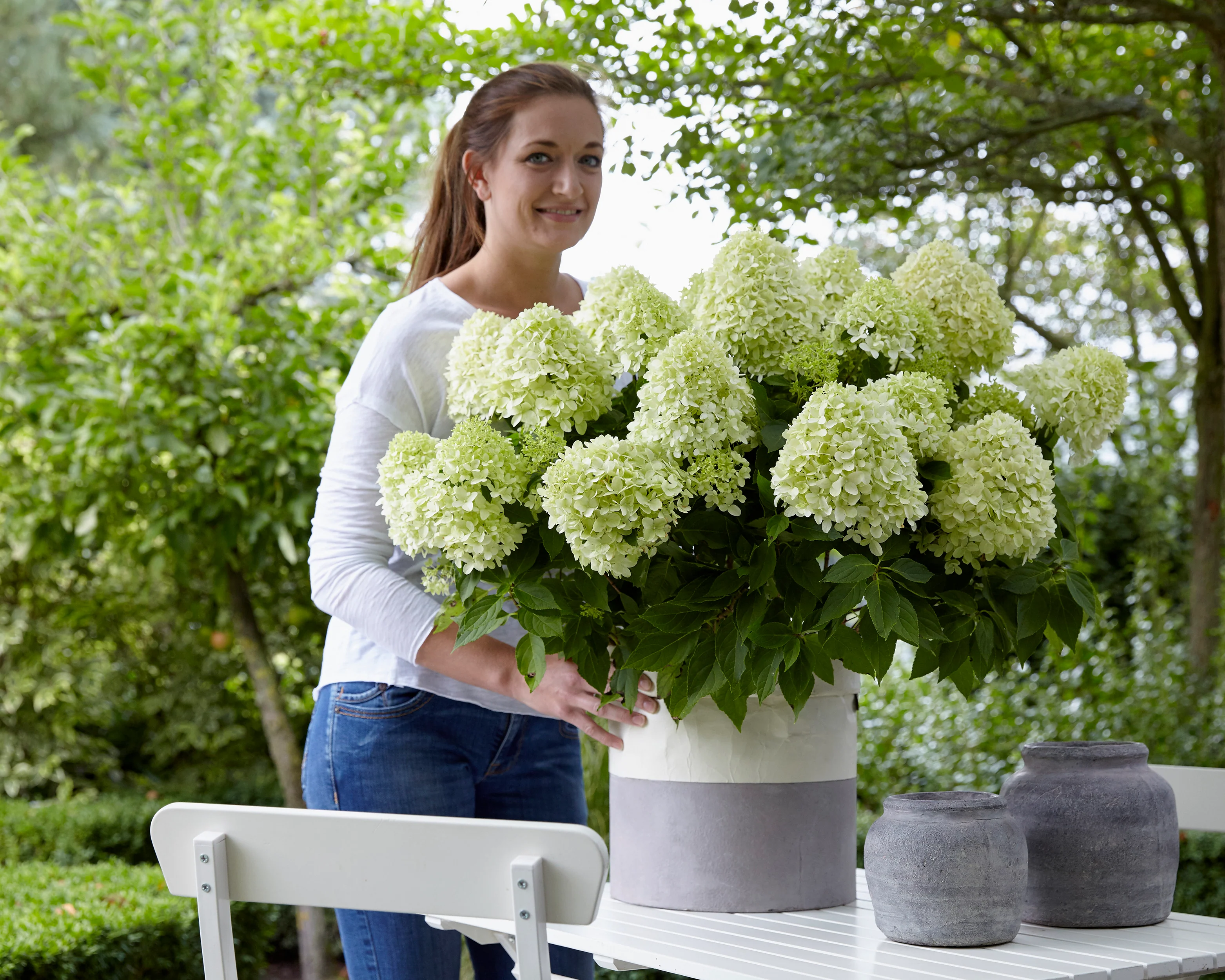 Hydrangea 'Little Spooky' - Image 8