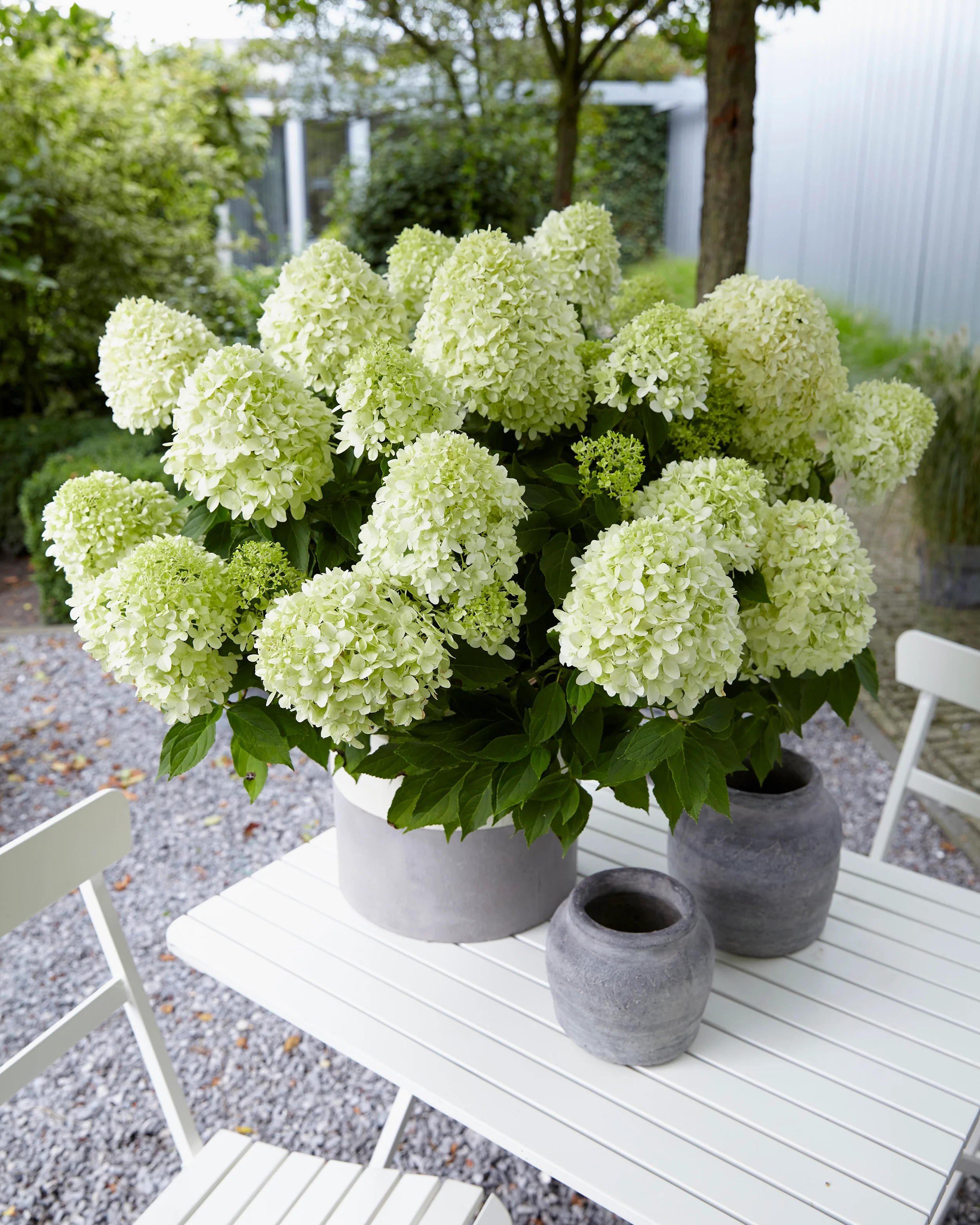 Hydrangea 'Little Spooky' - Image 9