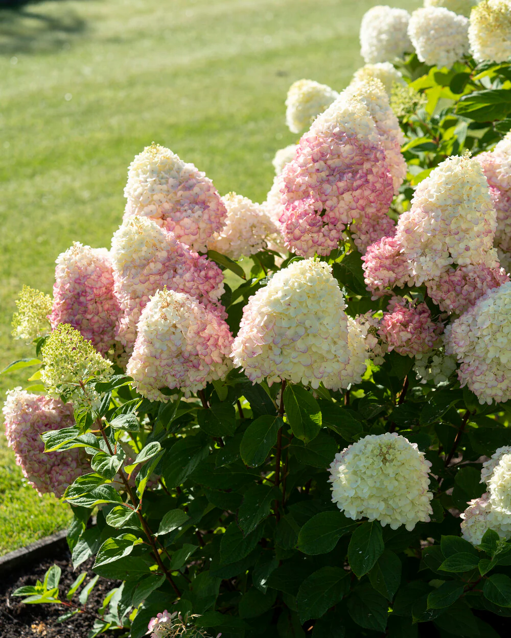 Hydrangea 'Living Colourful Cocktail' - Image 5
