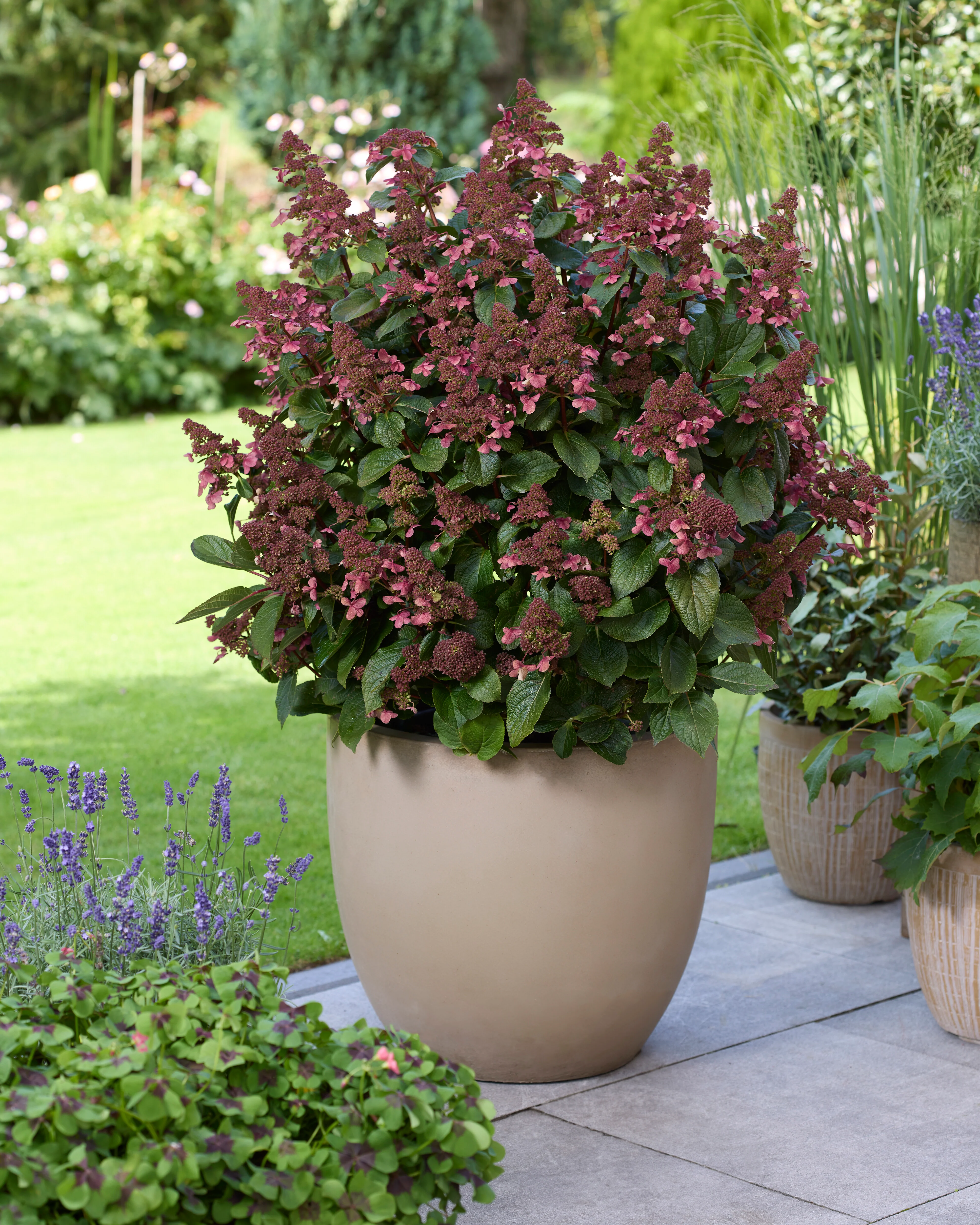 Hydrangea 'Living Infinity' - Image 2