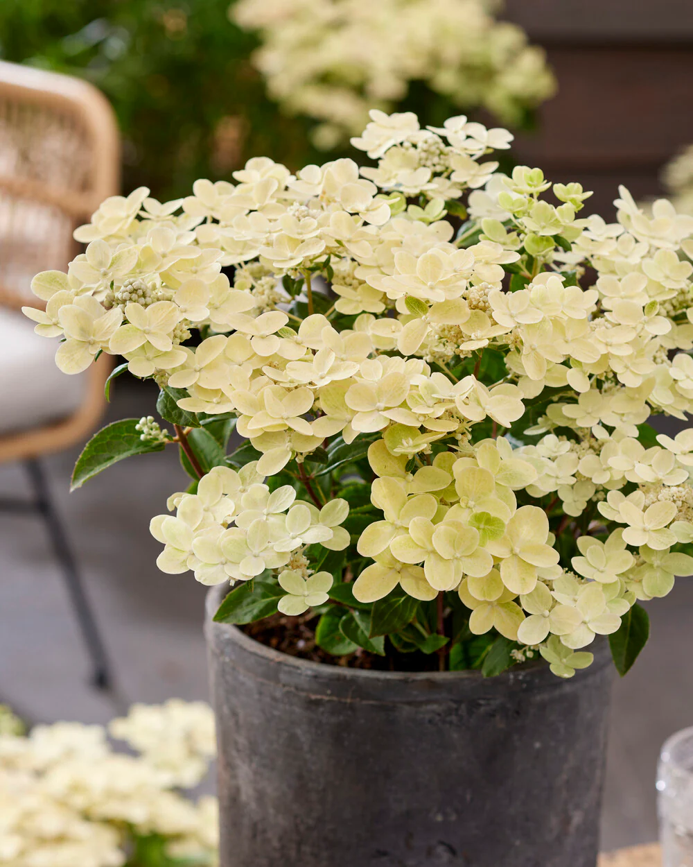 Hydrangea 'Polestar' - Image 2
