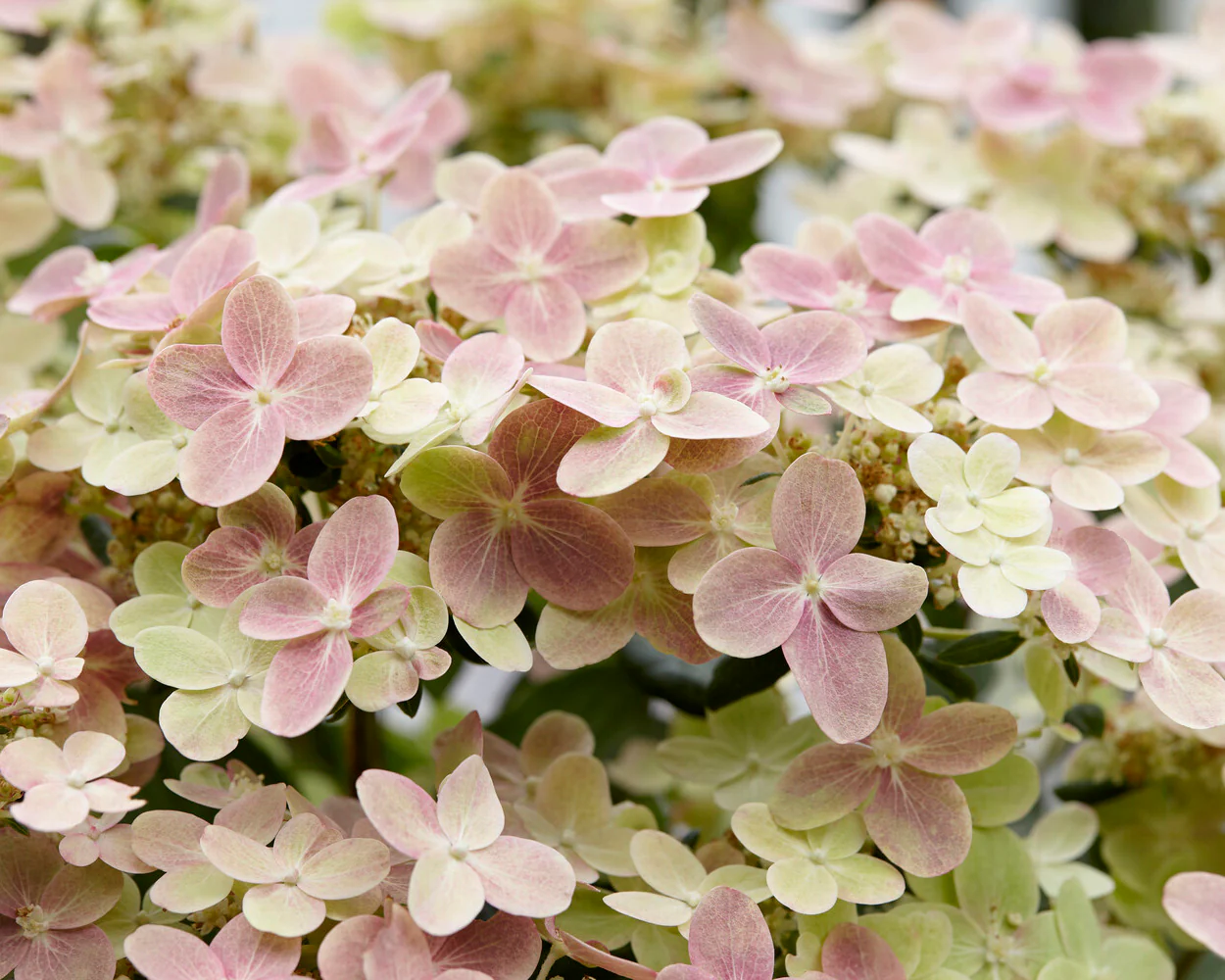 Hydrangea 'Polestar' - Image 4