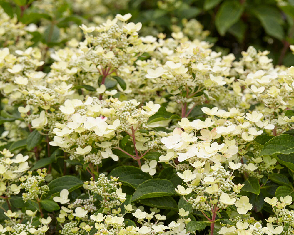 Hydrangea 'Polestar' - Image 5