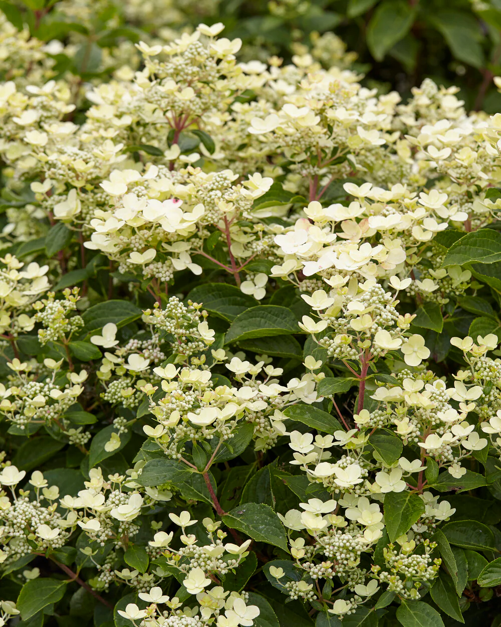 Hydrangea 'Polestar' - Image 9