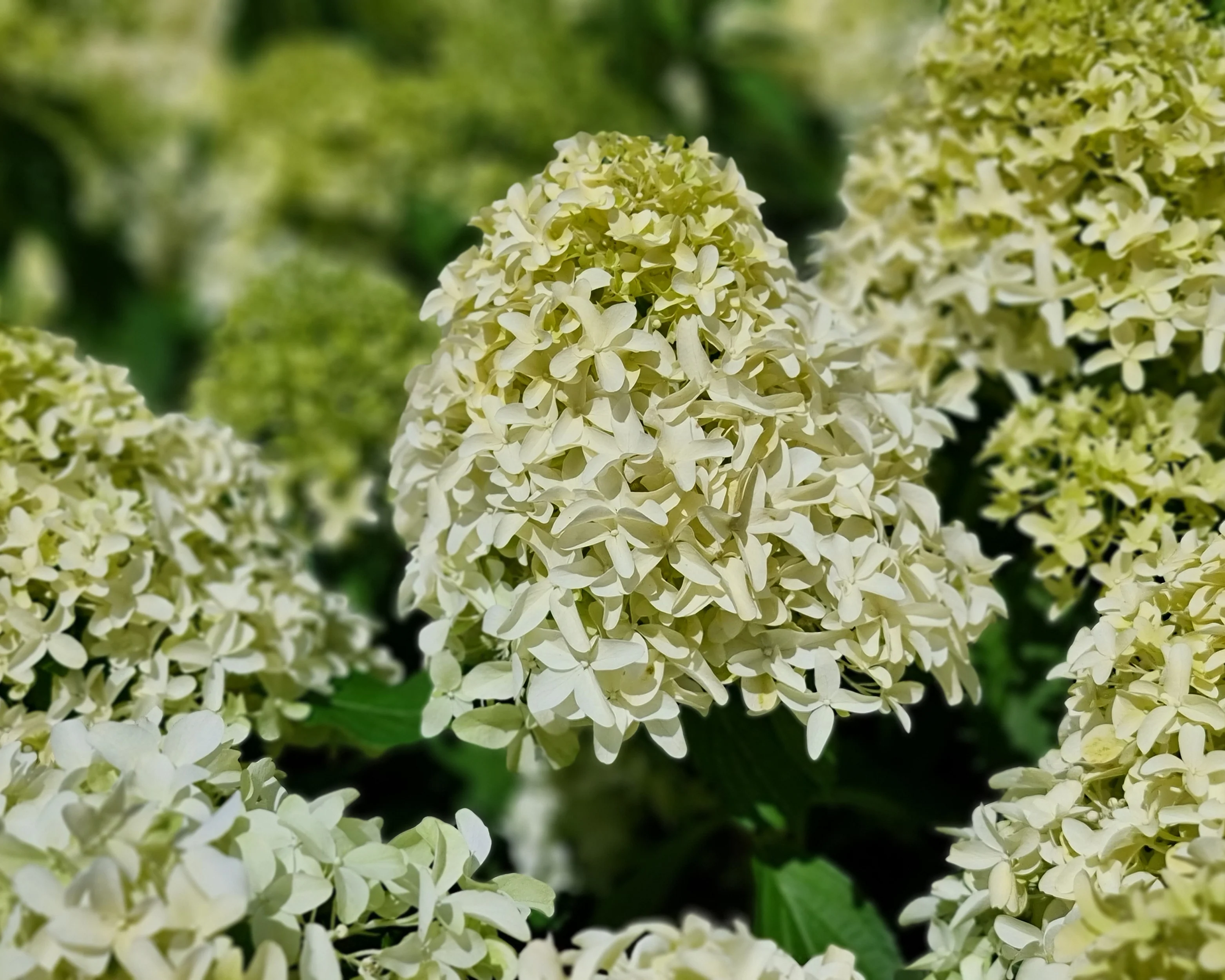 Hydrangea 'Skyfall' - Image 11