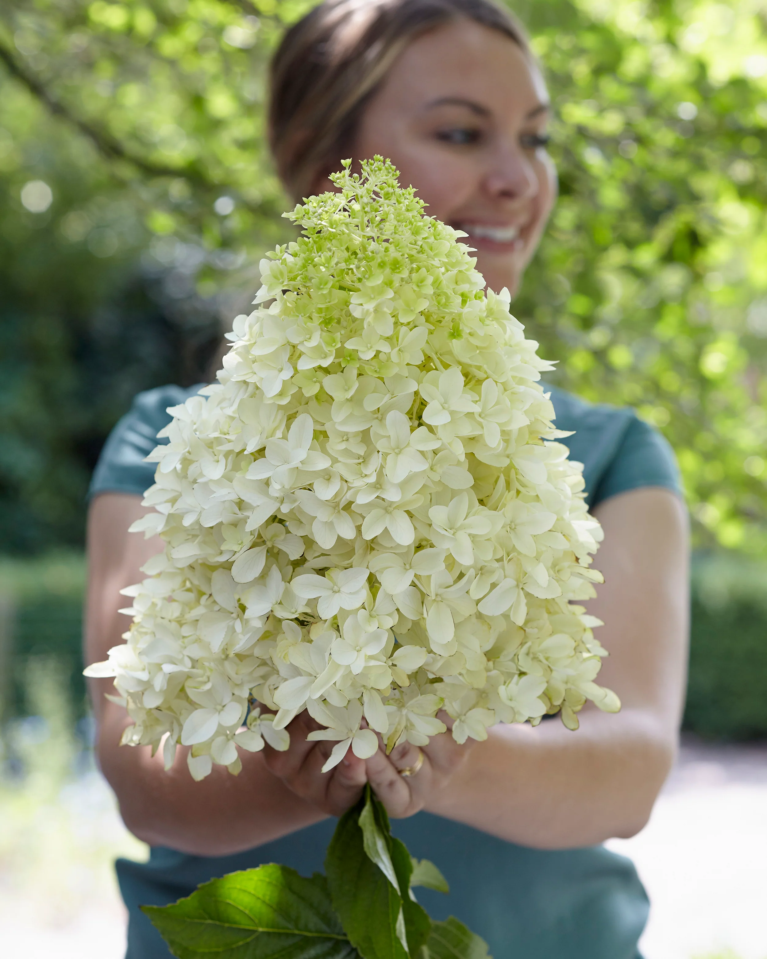Hydrangea 'Skyfall' - Image 12