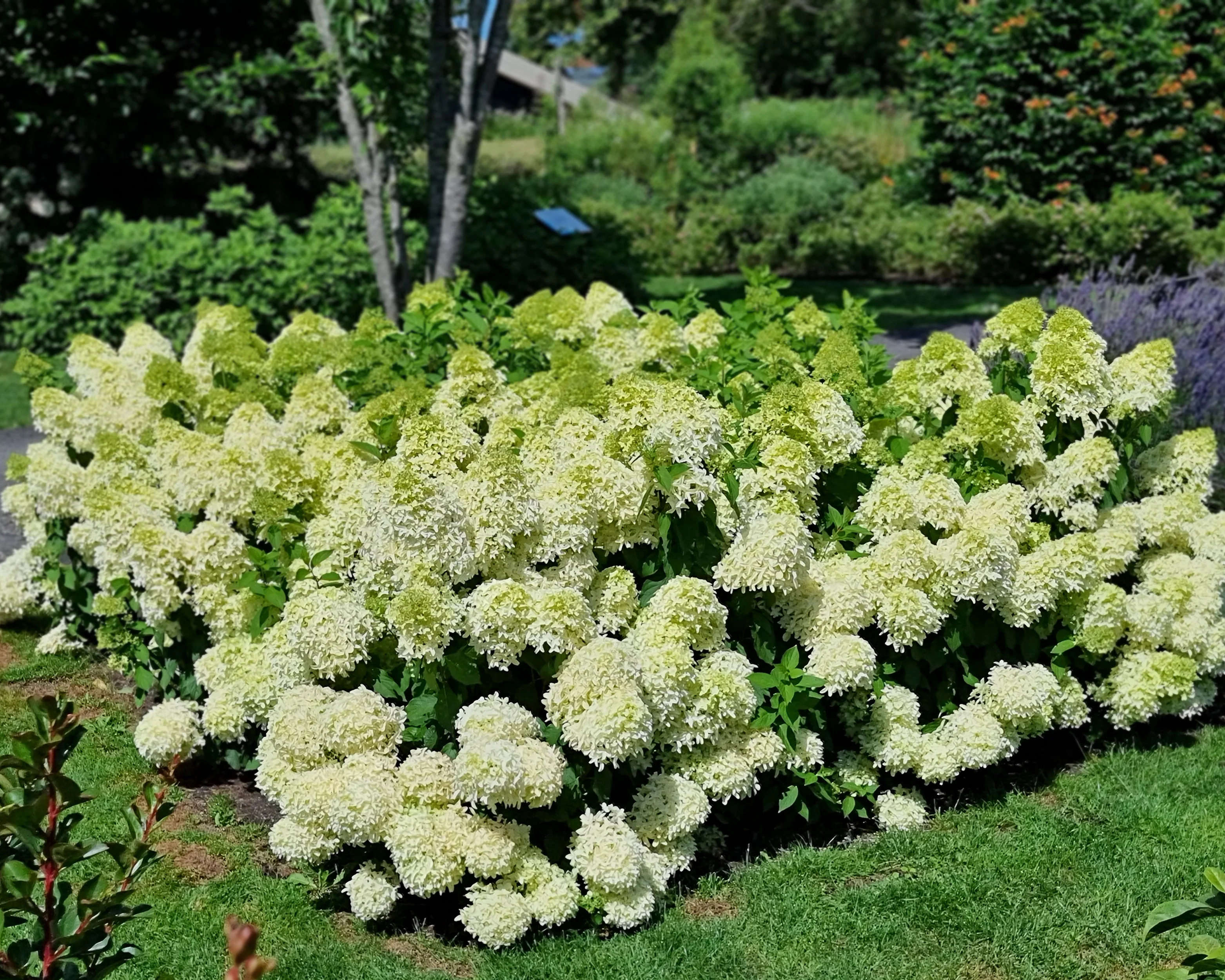 Hydrangea 'Skyfall' - Image 13