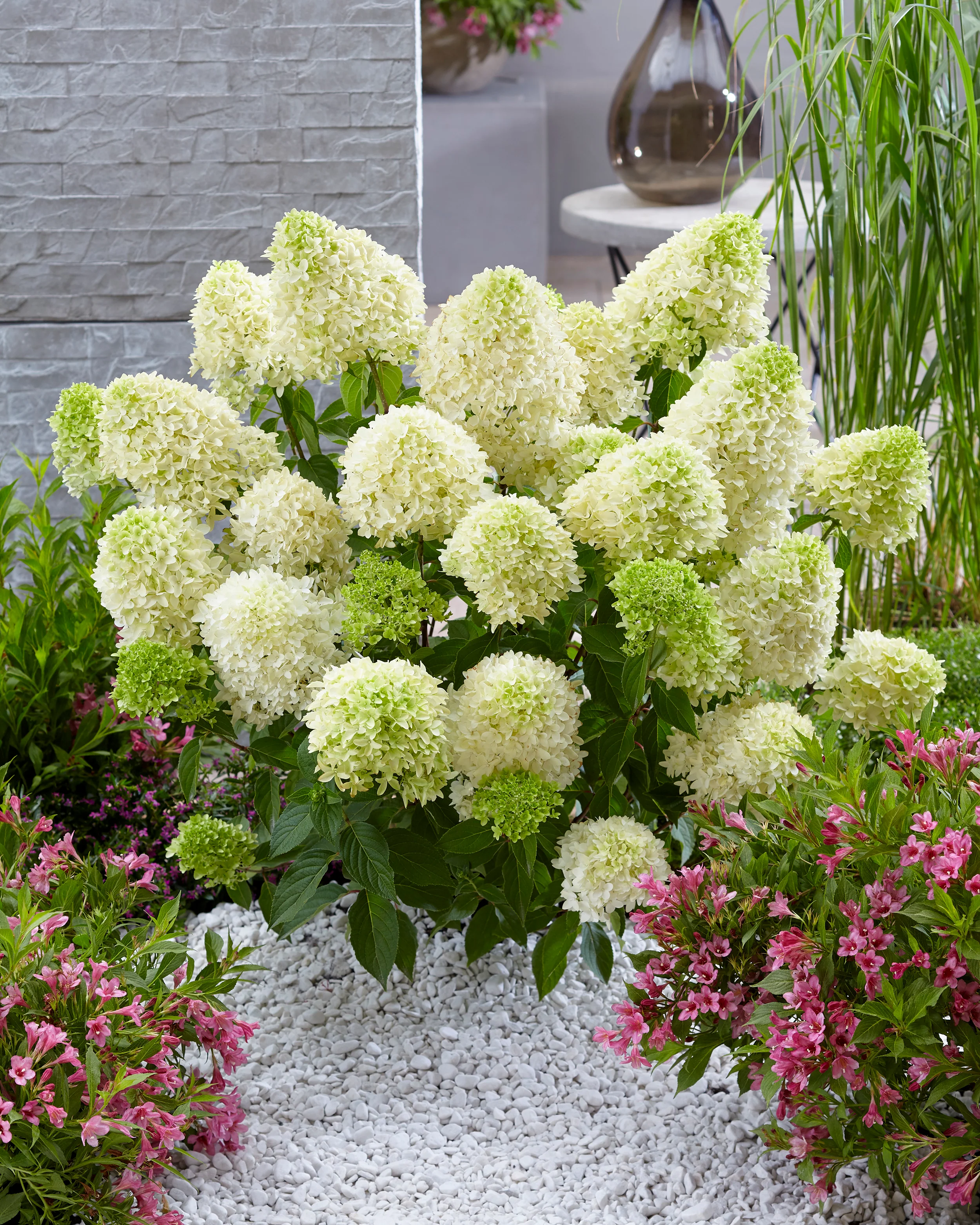 Hydrangea 'Skyfall' - Image 14