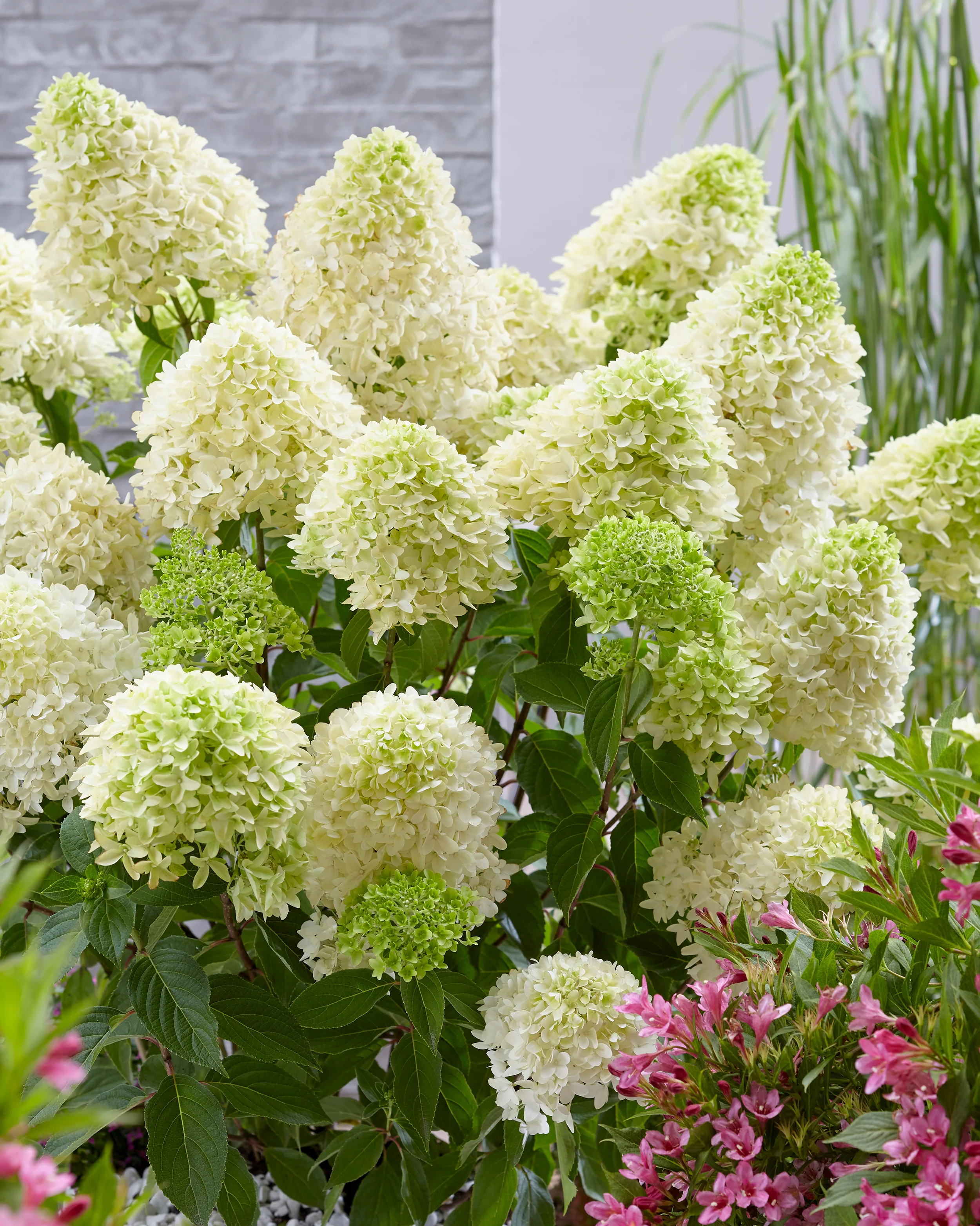 Hydrangea 'Skyfall' - Image 2