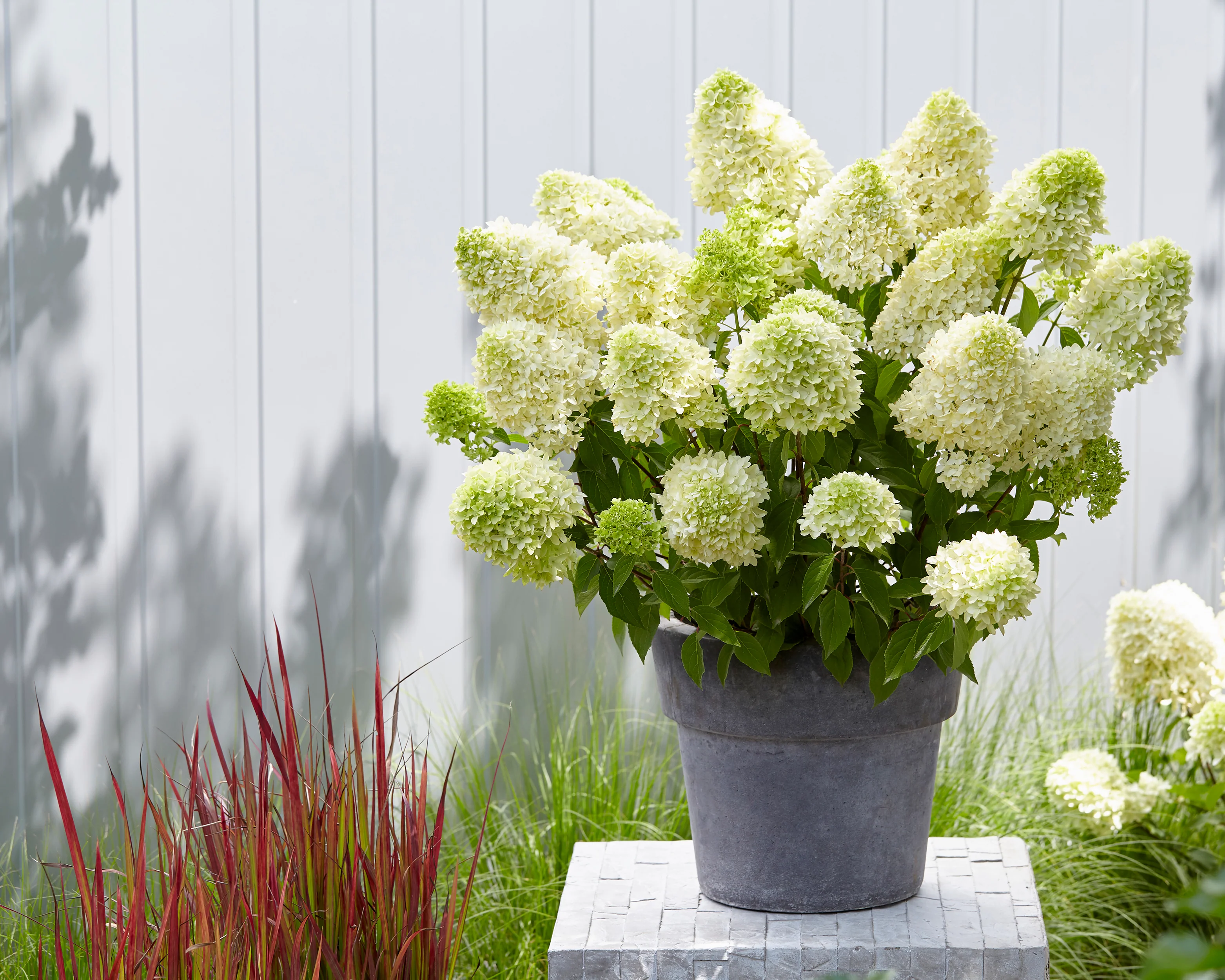 Hydrangea 'Skyfall' - Image 3