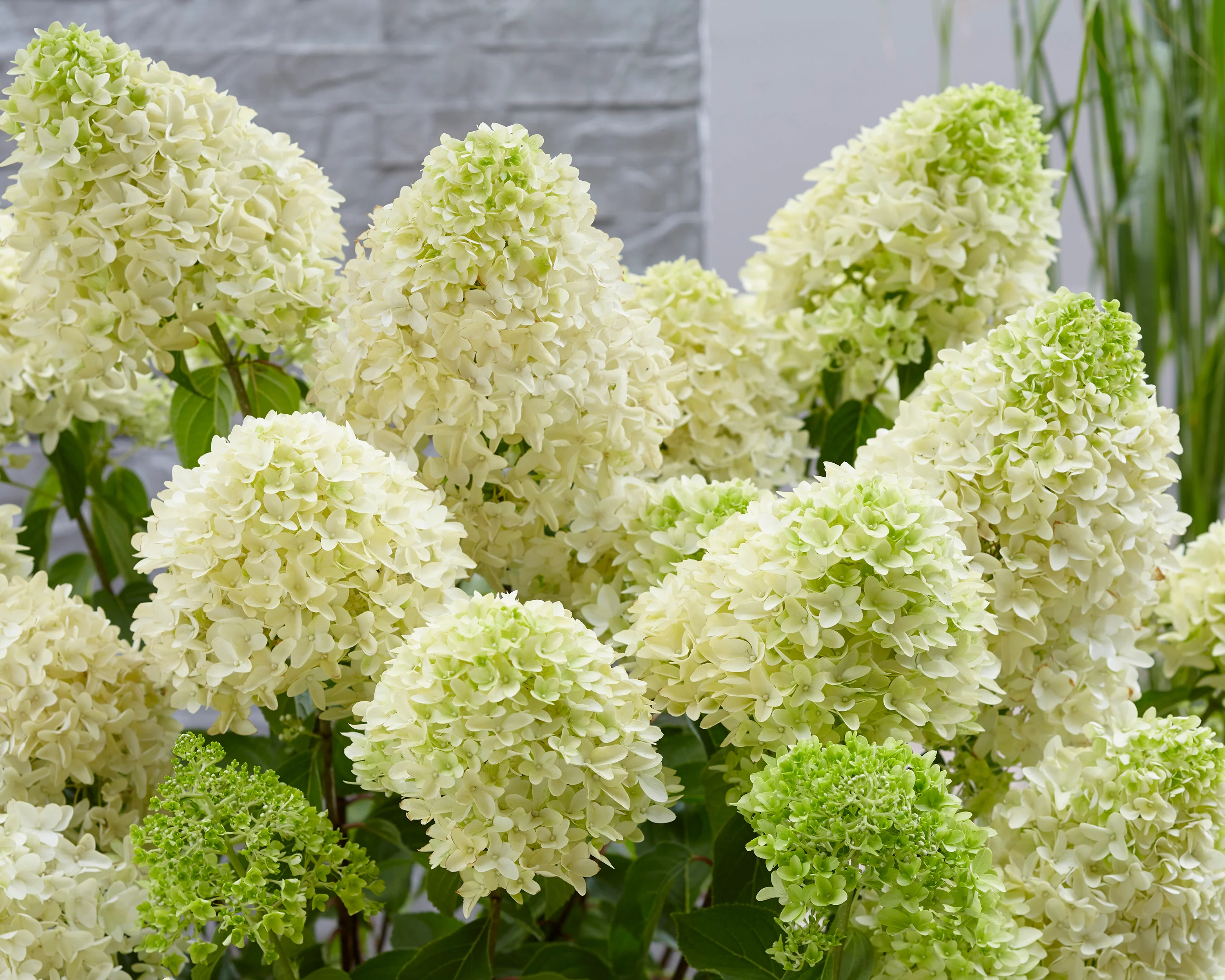 Hydrangea 'Skyfall' - Image 4