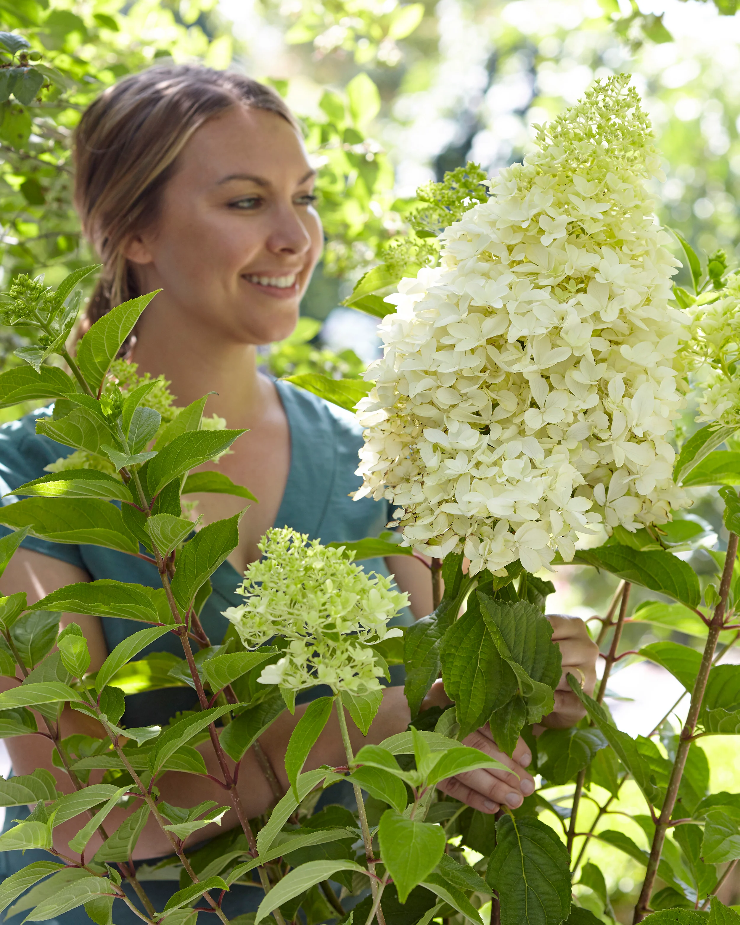 Hydrangea 'Skyfall' - Image 6