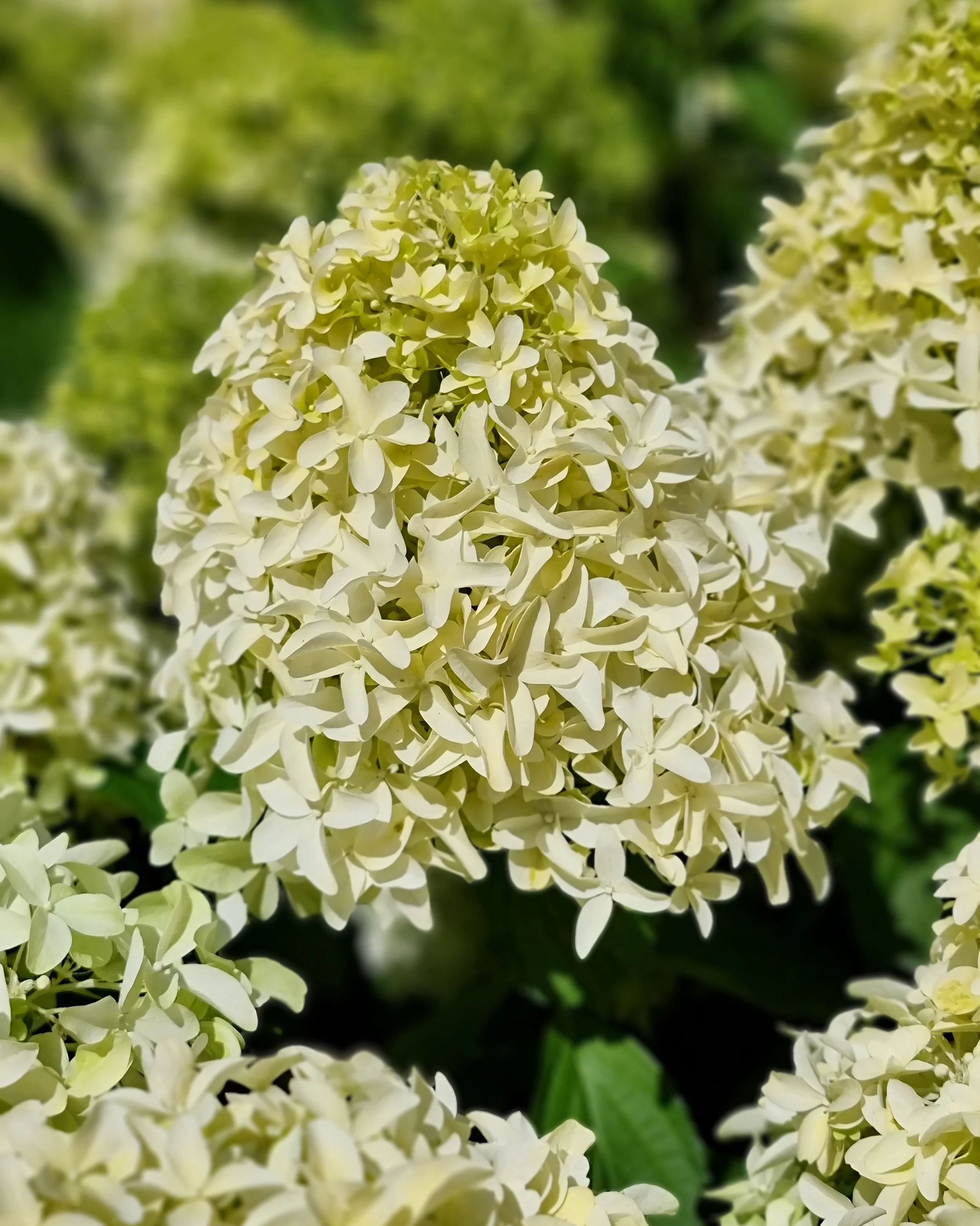 Hydrangea 'Skyfall' - Image 7