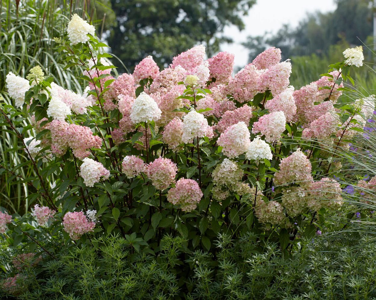 Hydrangea 'Vanille Fraise' - Image 10