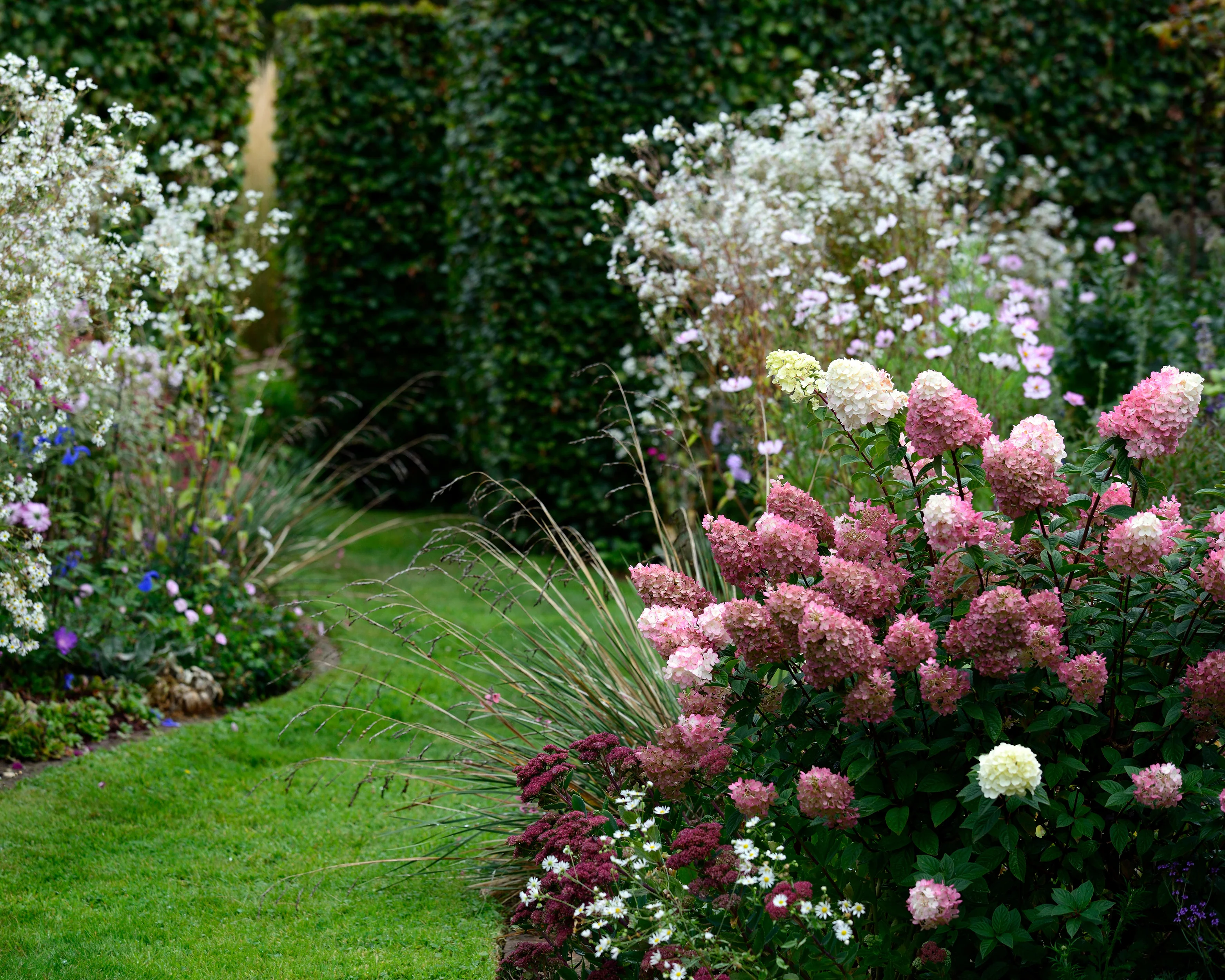 Hydrangea 'Vanille Fraise' - Image 11