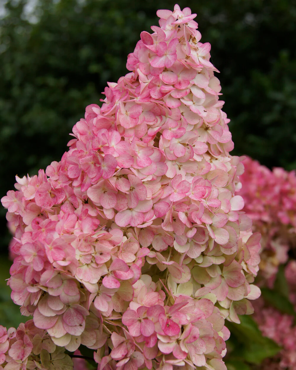 Hydrangea 'Vanille Fraise' - Image 2