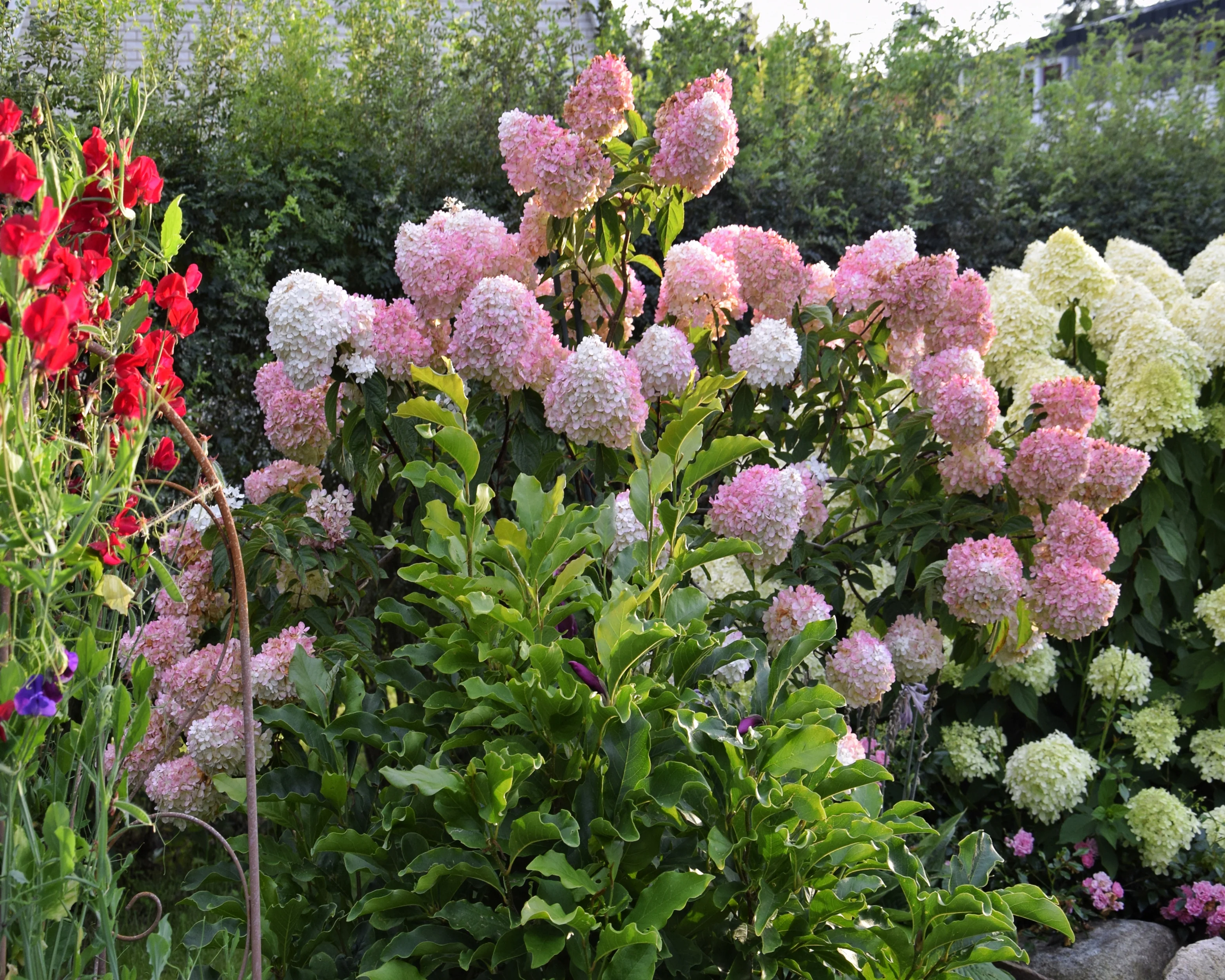 Hydrangea 'Vanille Fraise' - Image 3