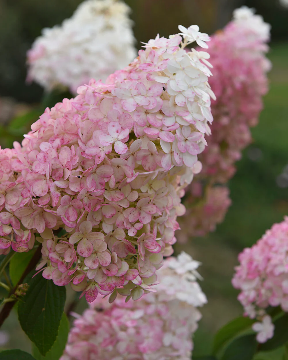 Hydrangea 'Vanille Fraise' - Image 4