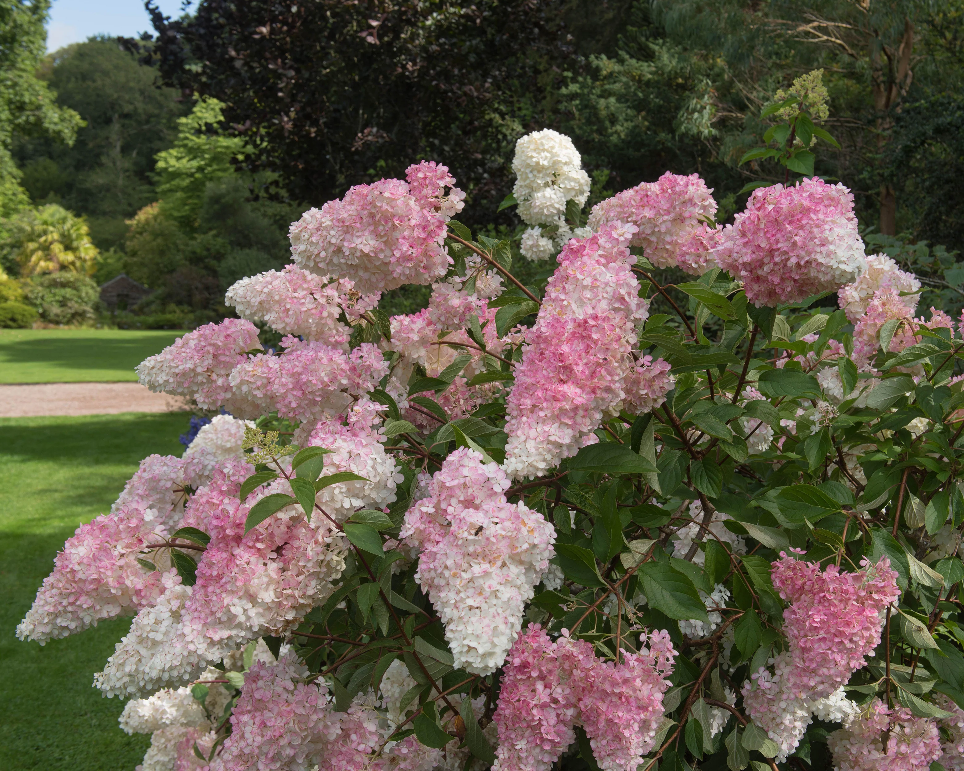 Hydrangea 'Vanille Fraise' - Image 5