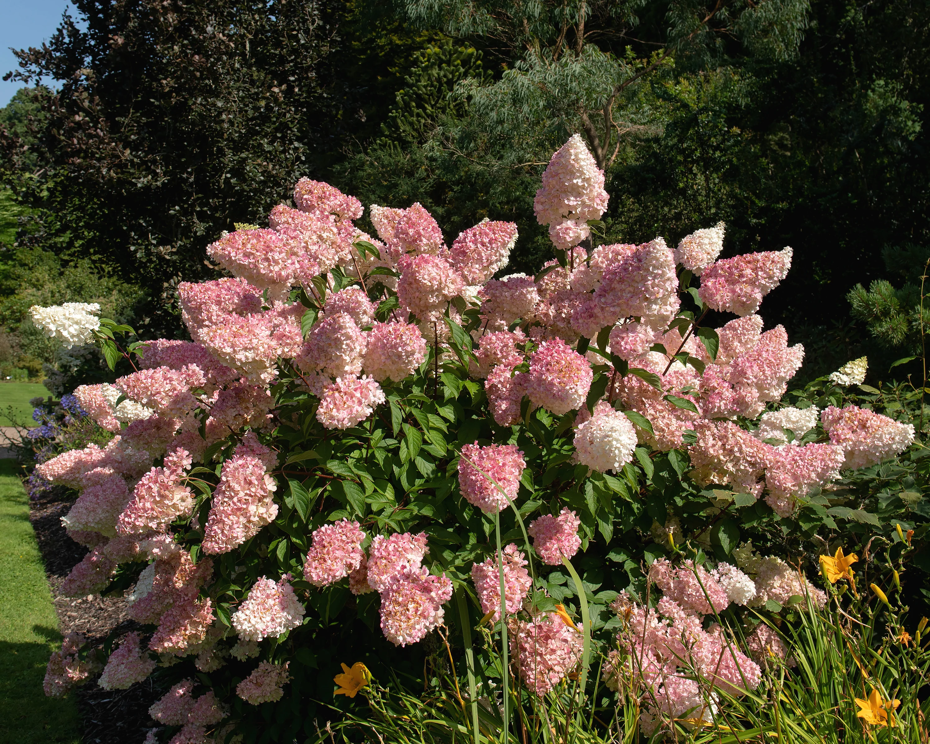 Hydrangea 'Vanille Fraise' - Image 6