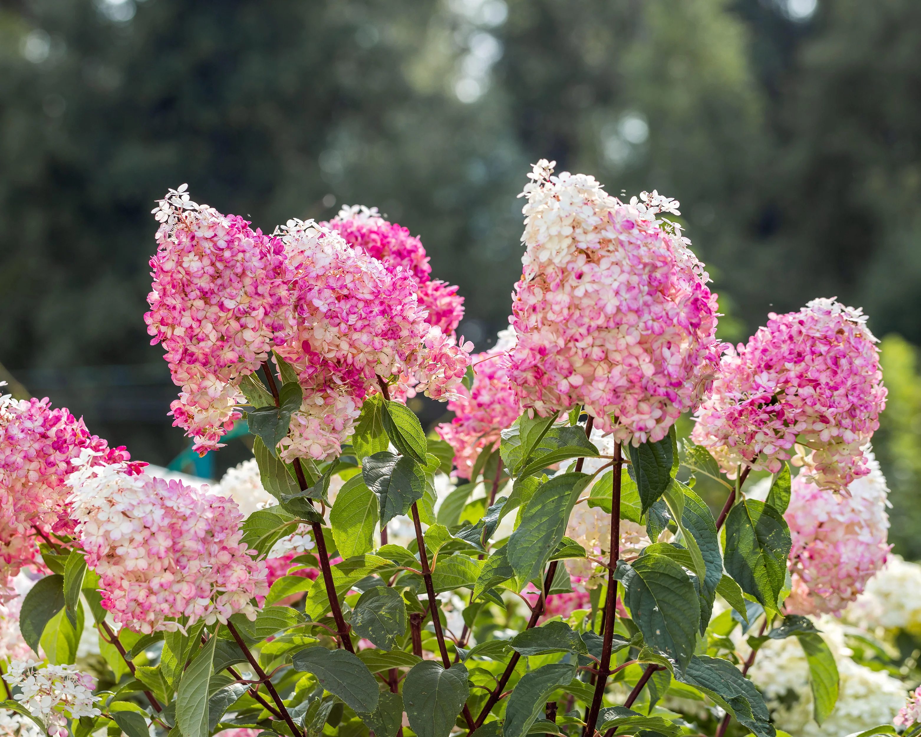 Hydrangea 'Vanille Fraise' - Image 7