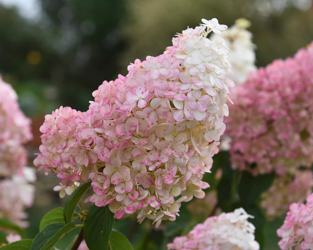 Hydrangea 'Vanille Fraise' - Image 8