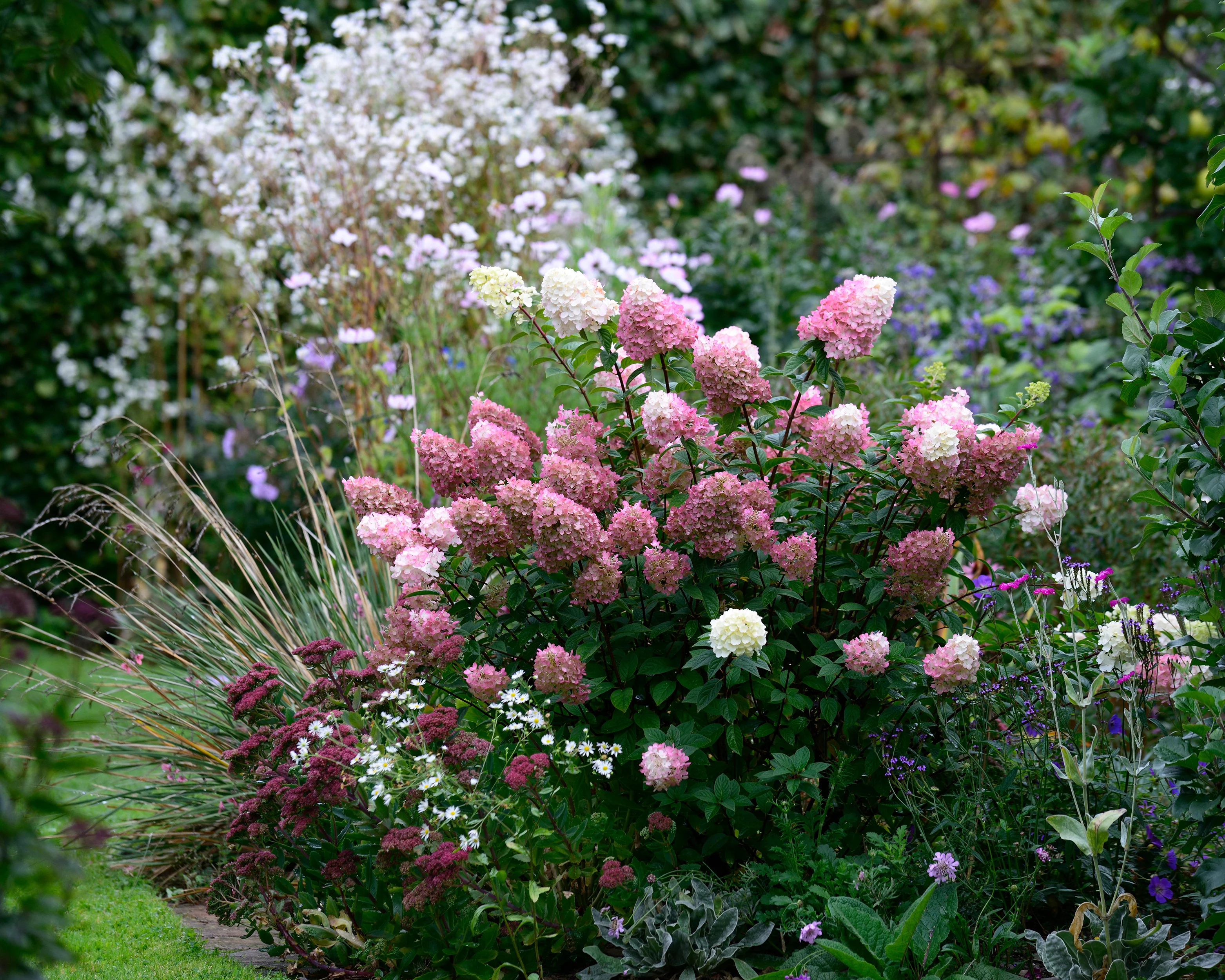 Hydrangea 'Vanille Fraise' - Image 9