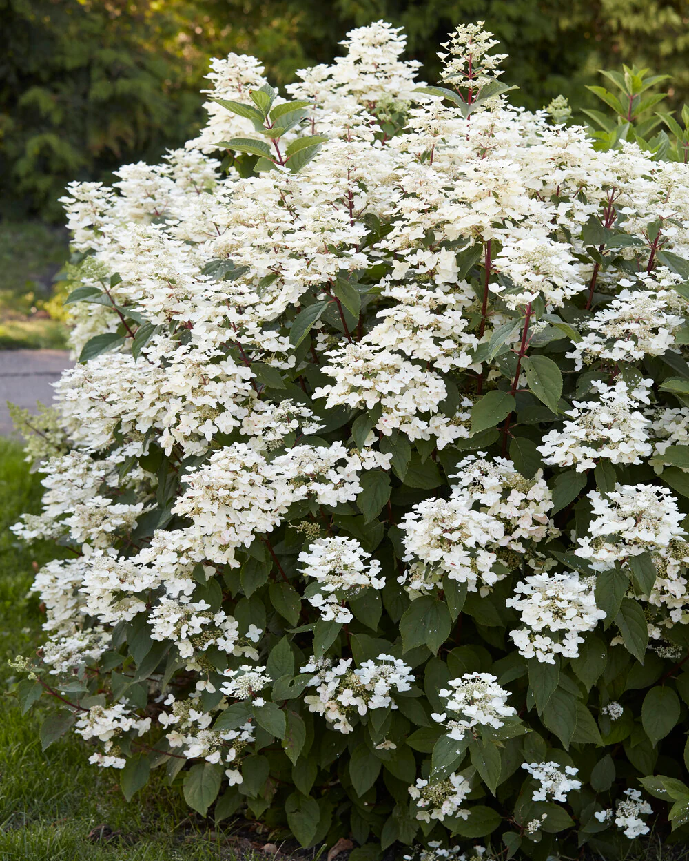 Hydrangea 'Wim's Red' - Image 6