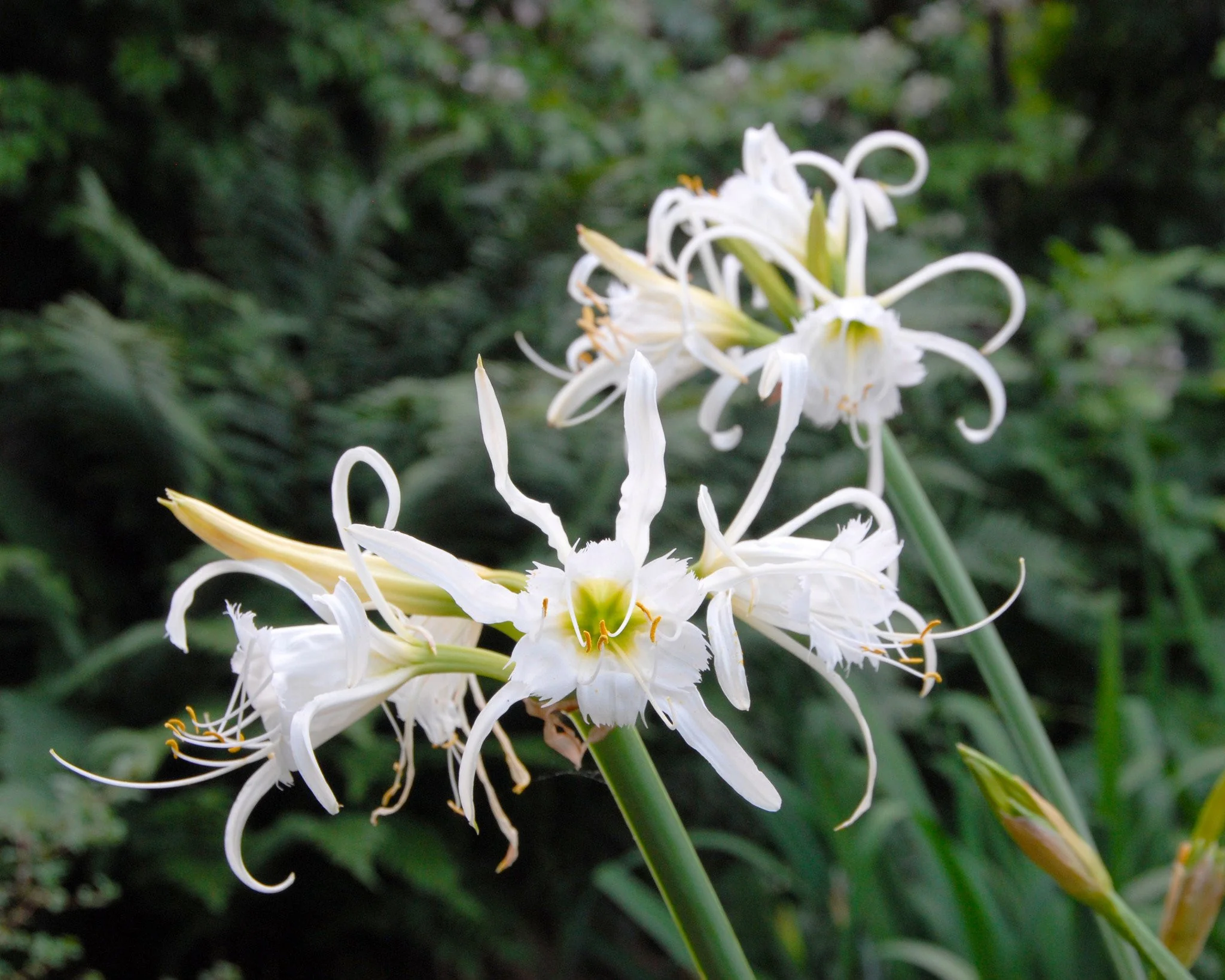 Hymenocallis × festalis 'Zwanenburg' - Image 3