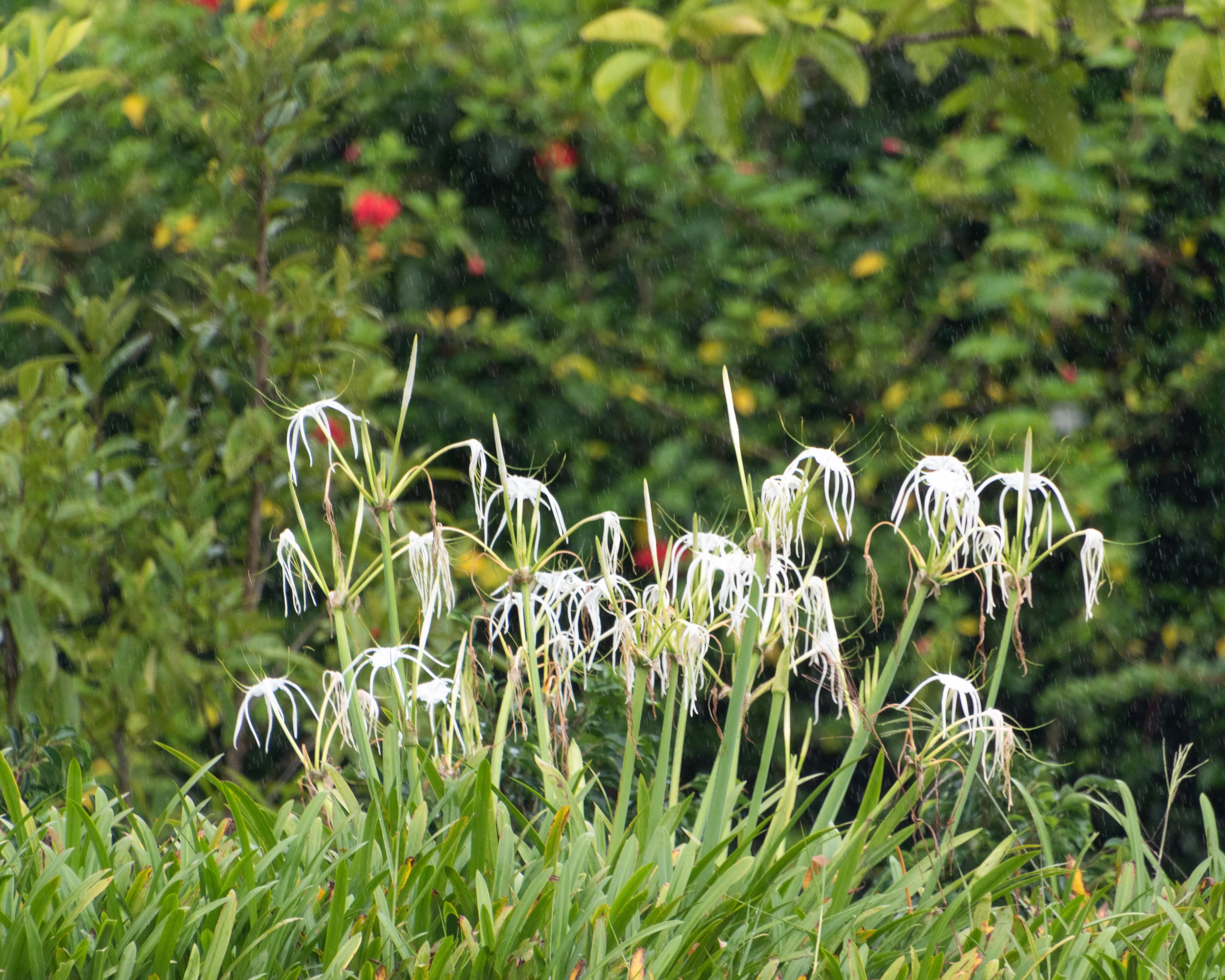 Hymenocallis littoralis - Image 6