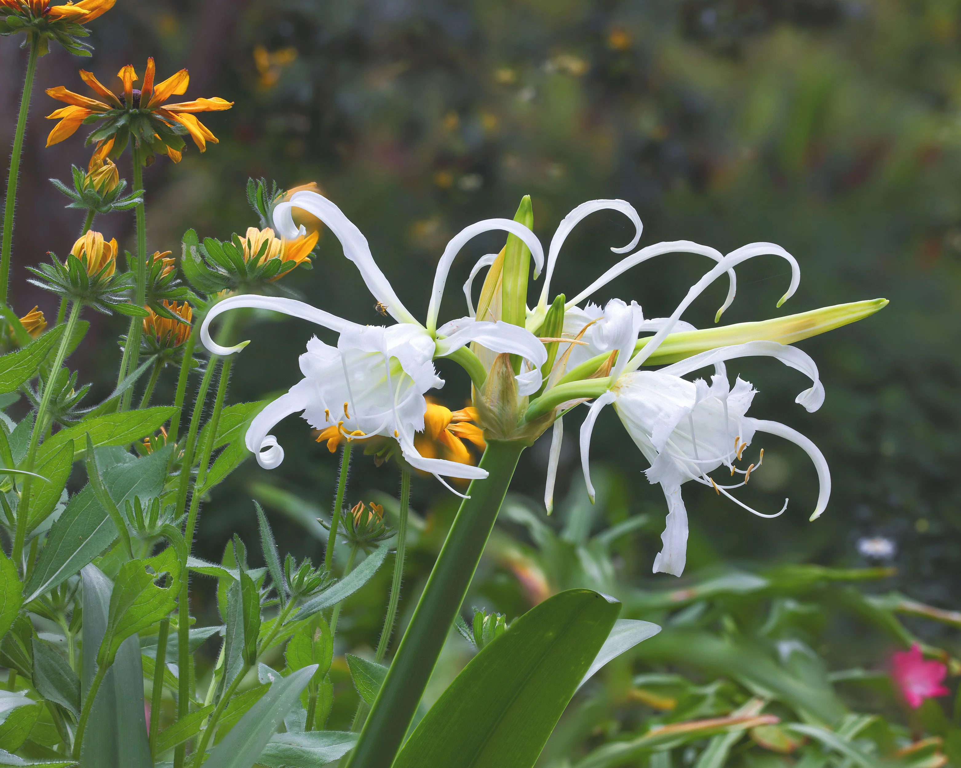 Hymenocallis littoralis - Image 7