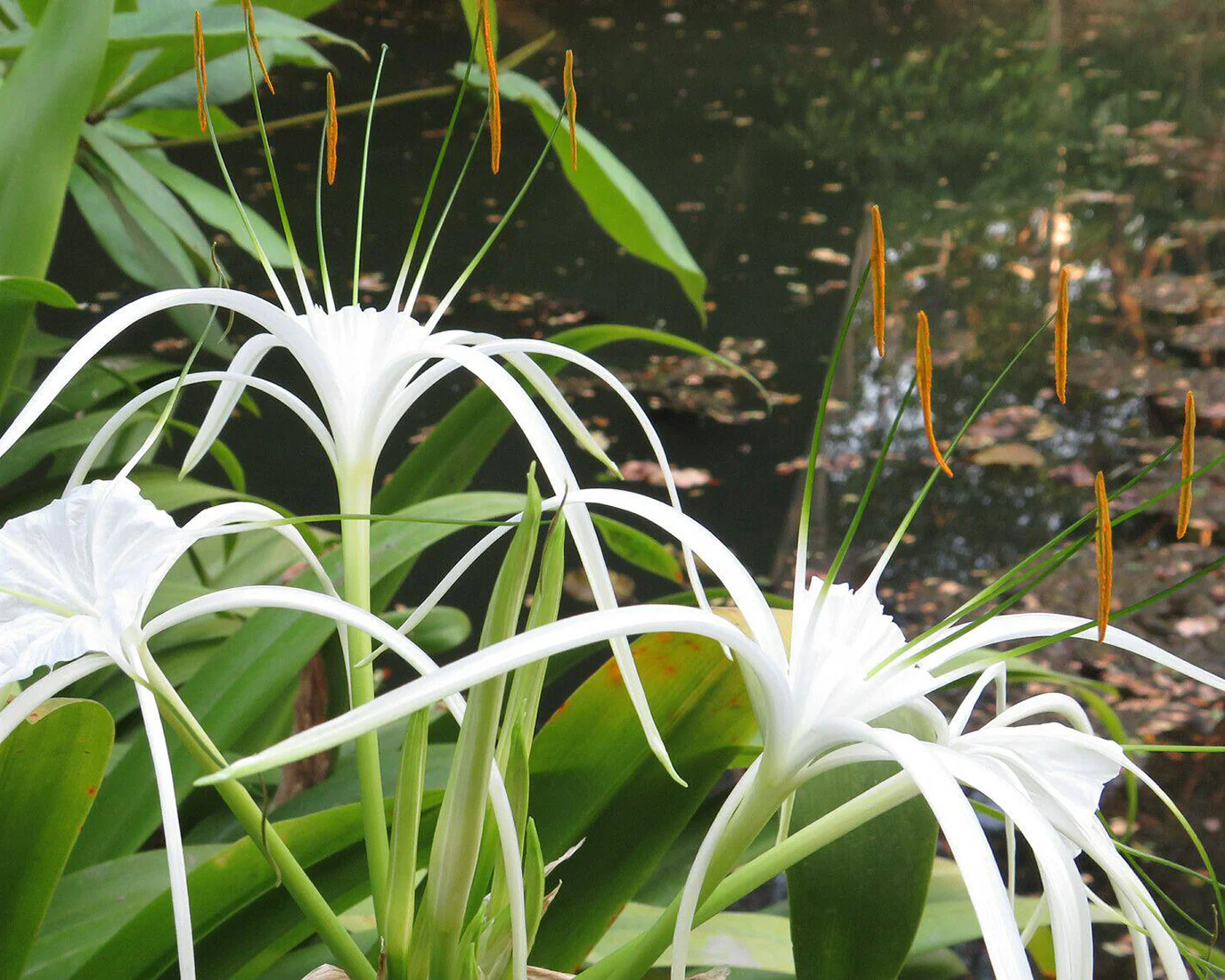 Hymenocallis littoralis - Image 8