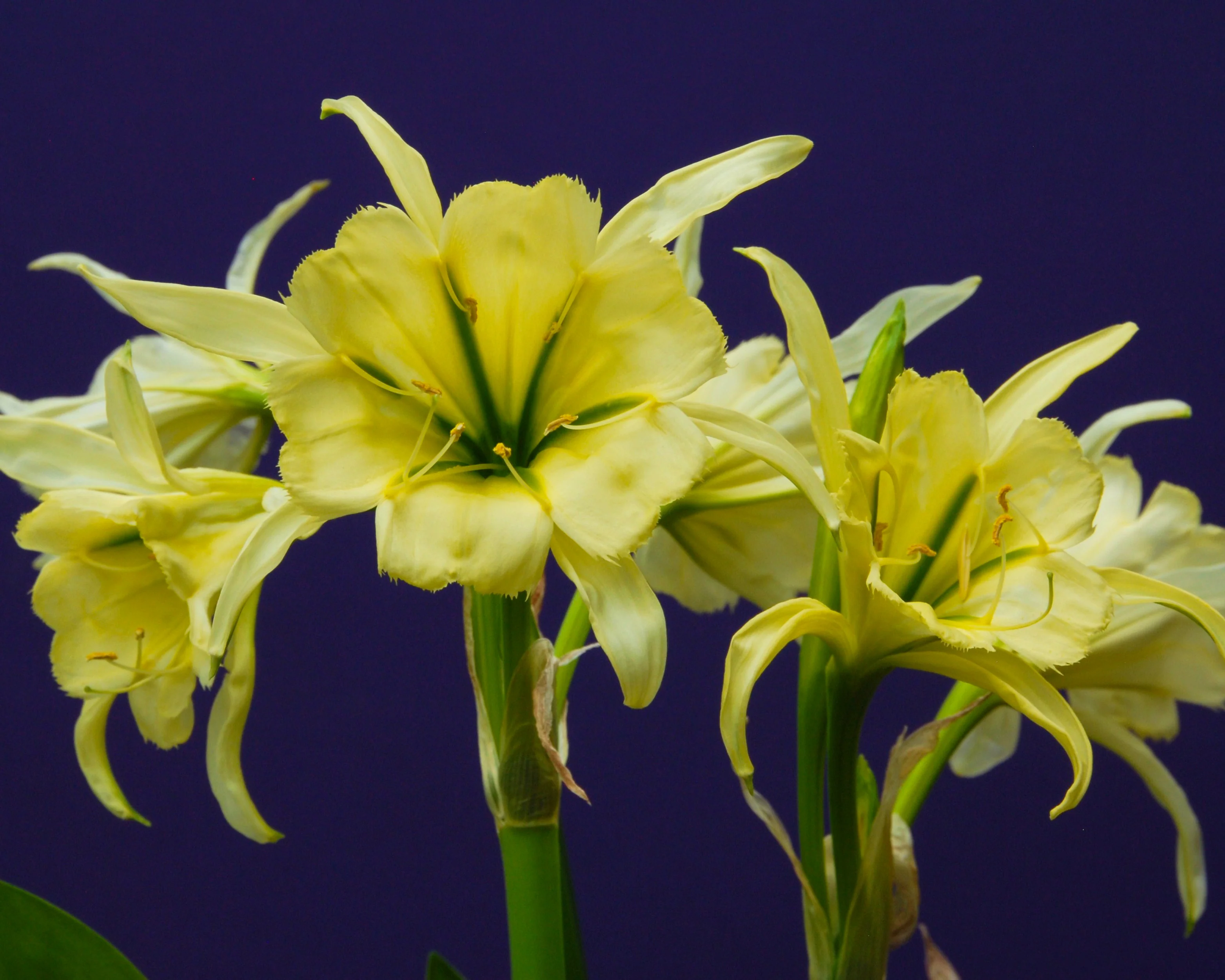 Hymenocallis 'Sulphur Queen' - Image 2