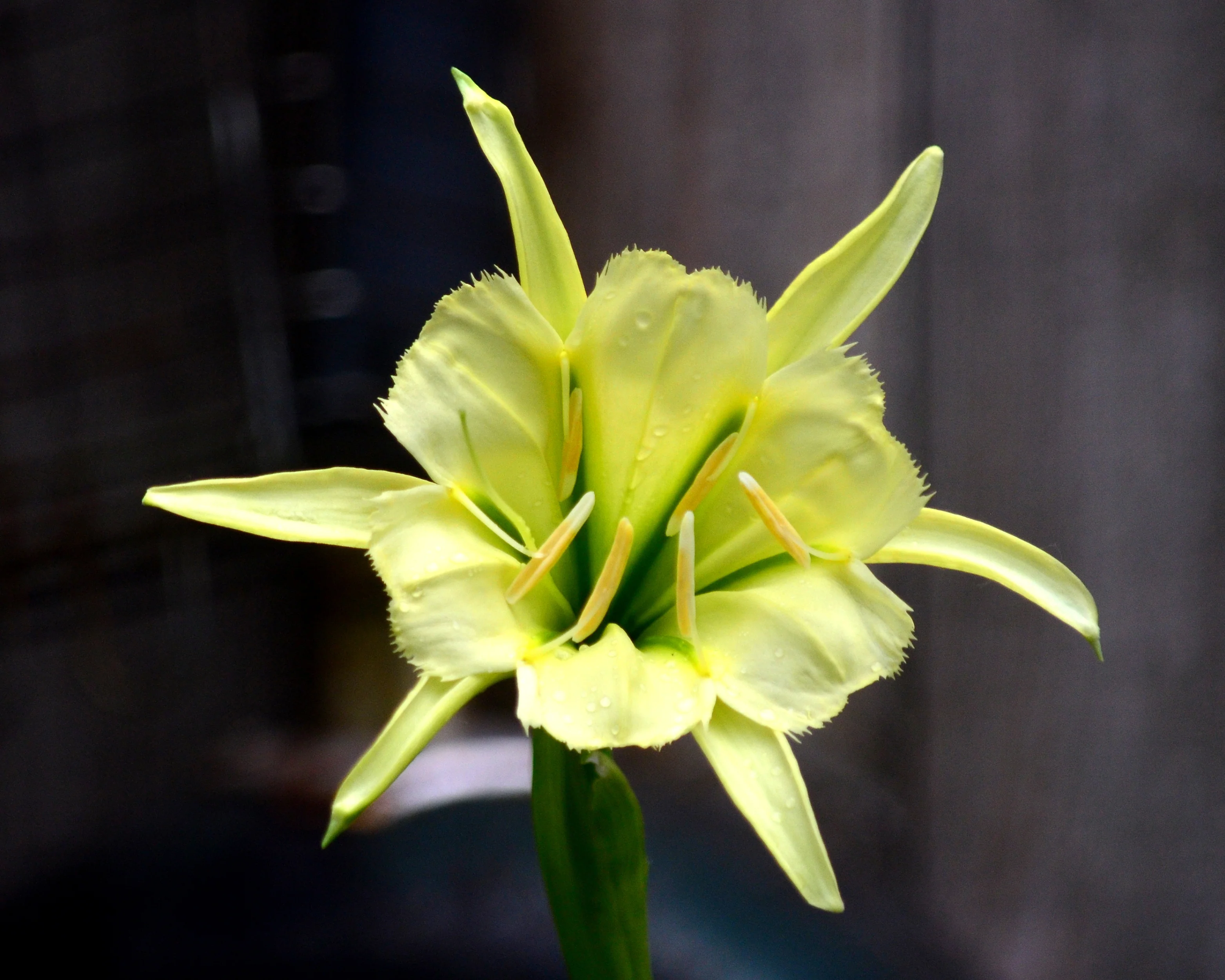 Hymenocallis 'Sulphur Queen' - Image 3