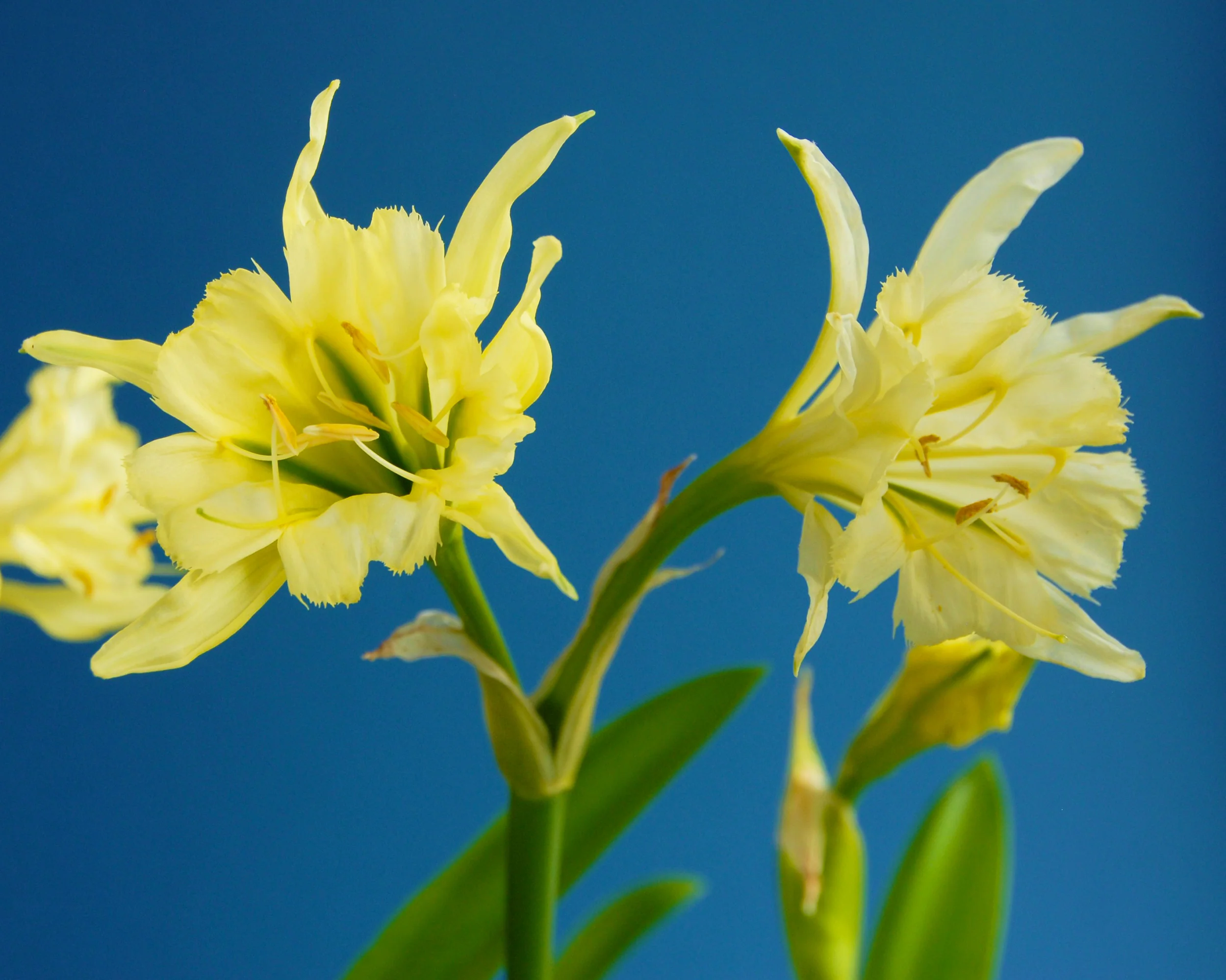 Hymenocallis 'Sulphur Queen' - Image 4