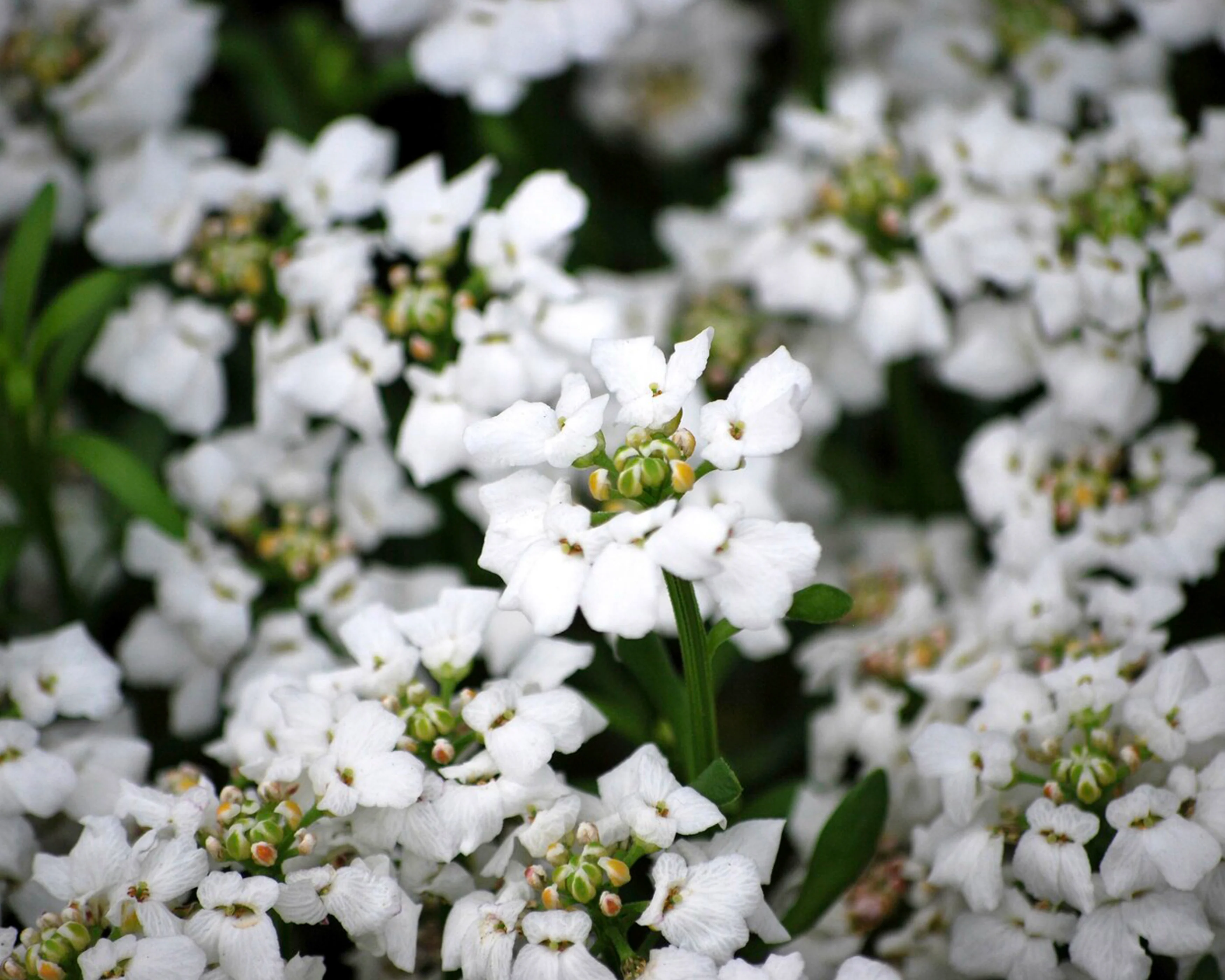 Iberis 'Snowflake' - Image 6