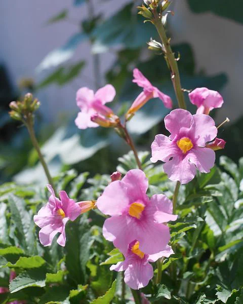 Incarvillea delavayi - Image 3