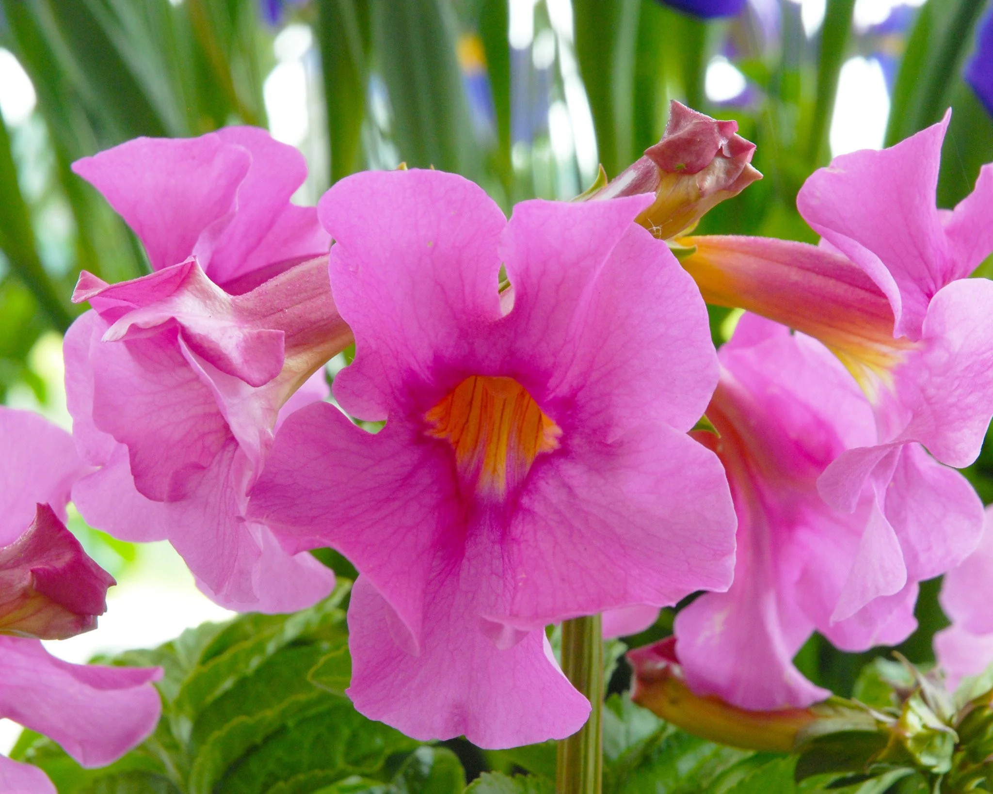 Incarvillea delavayi - Image 4