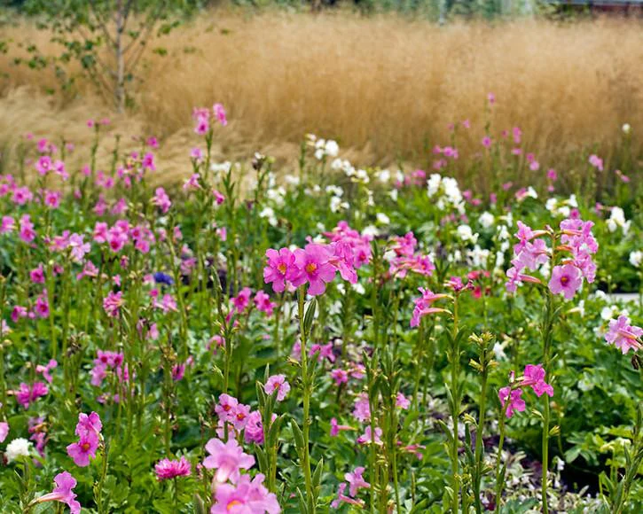Incarvillea delavayi - Image 6