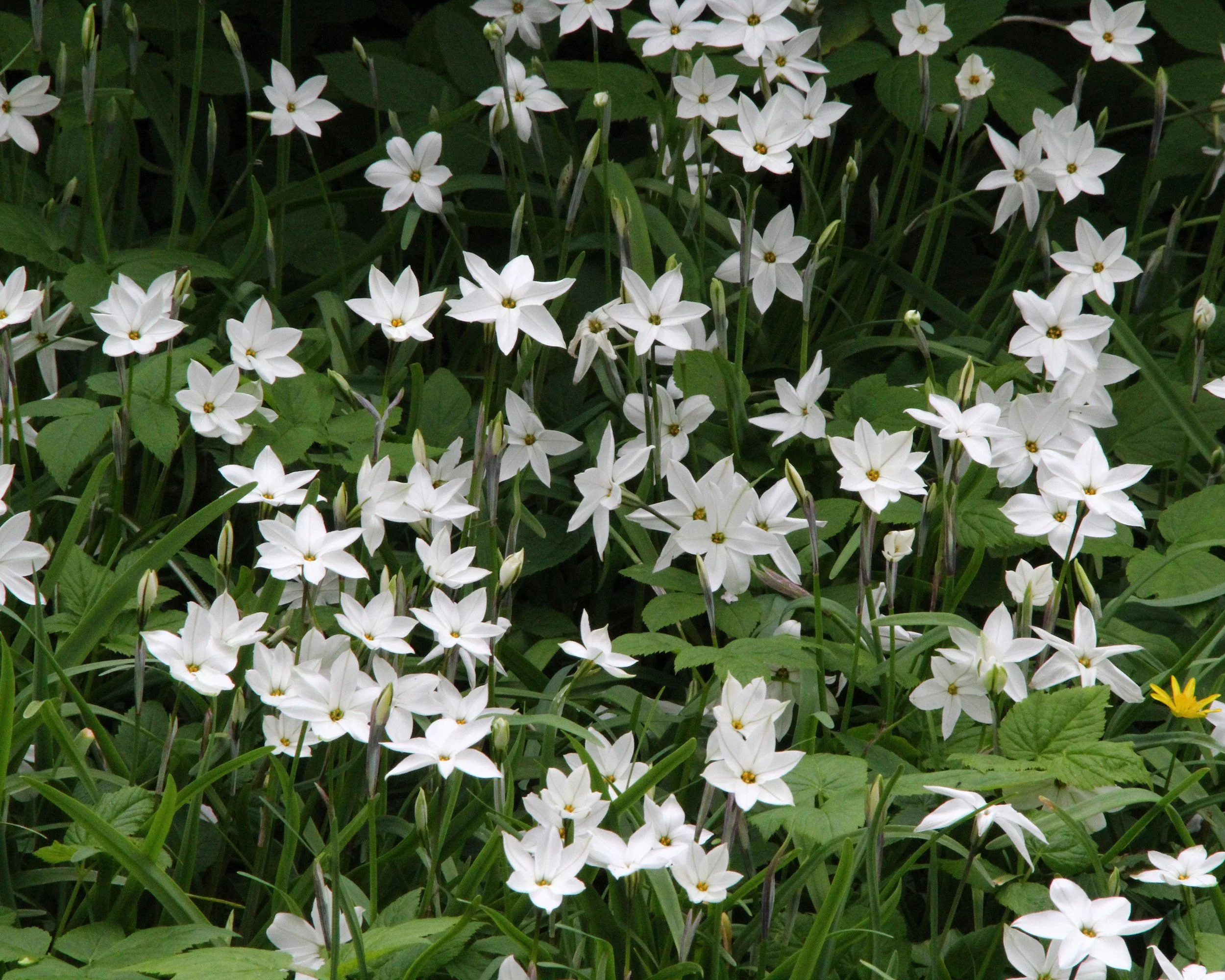 Ipheion 'Alberto Castillo' - Image 2
